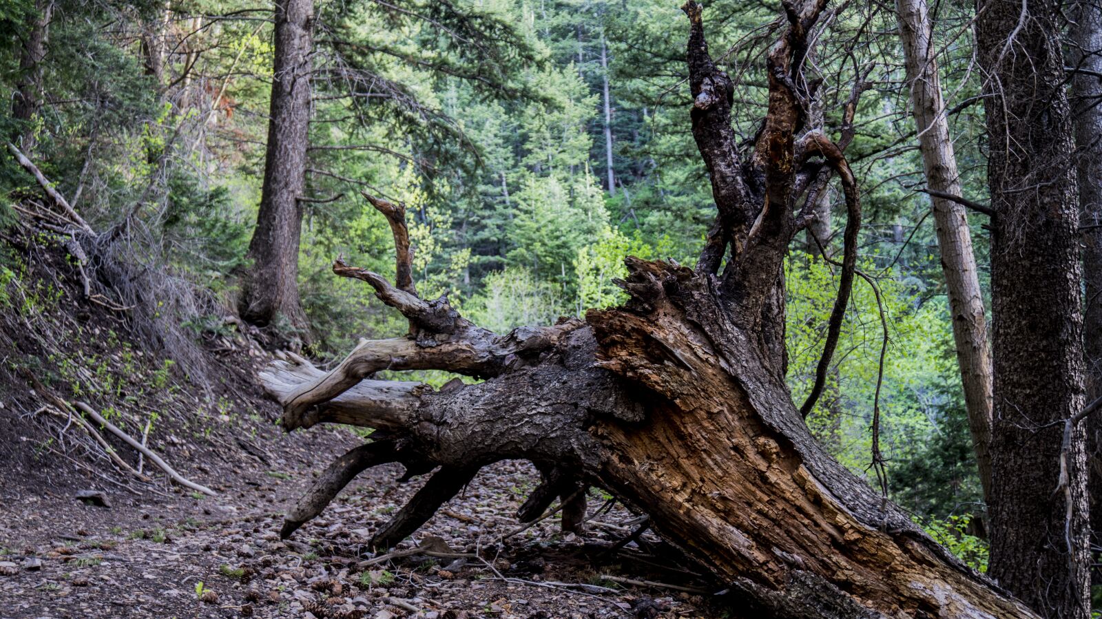 Sony Alpha a5000 (ILCE 5000) sample photo. Tree, roots, summer photography