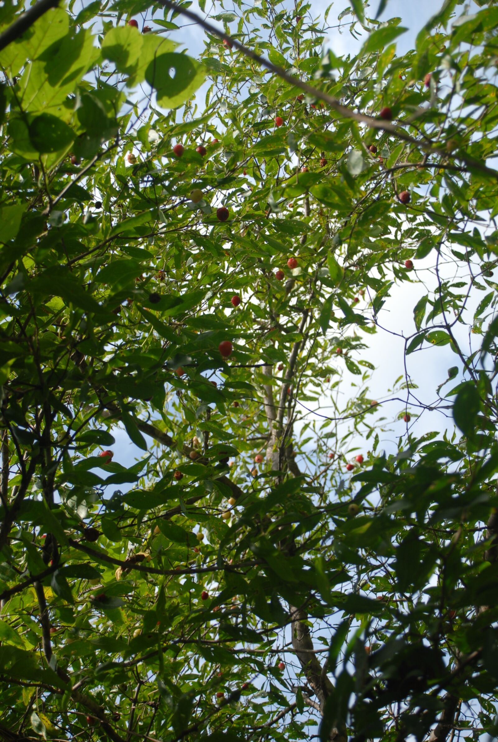 Nikon D200 sample photo. Guachocote, plant, nature photography