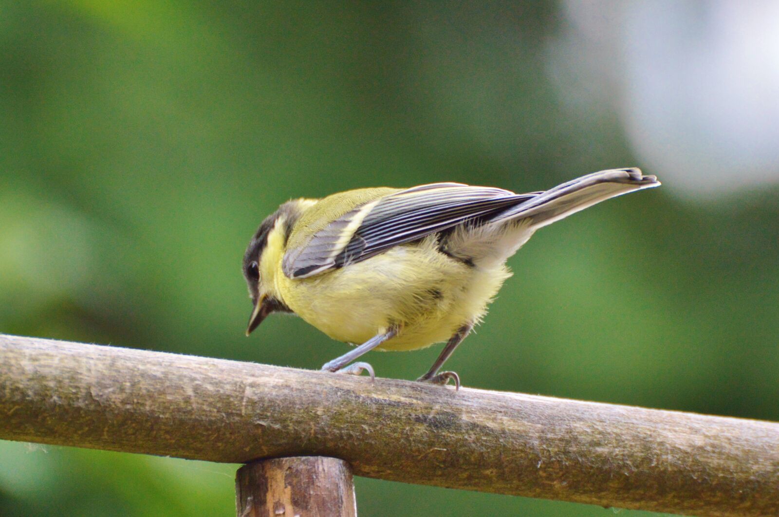 Nikon D3200 sample photo. Tit, bird, foraging photography