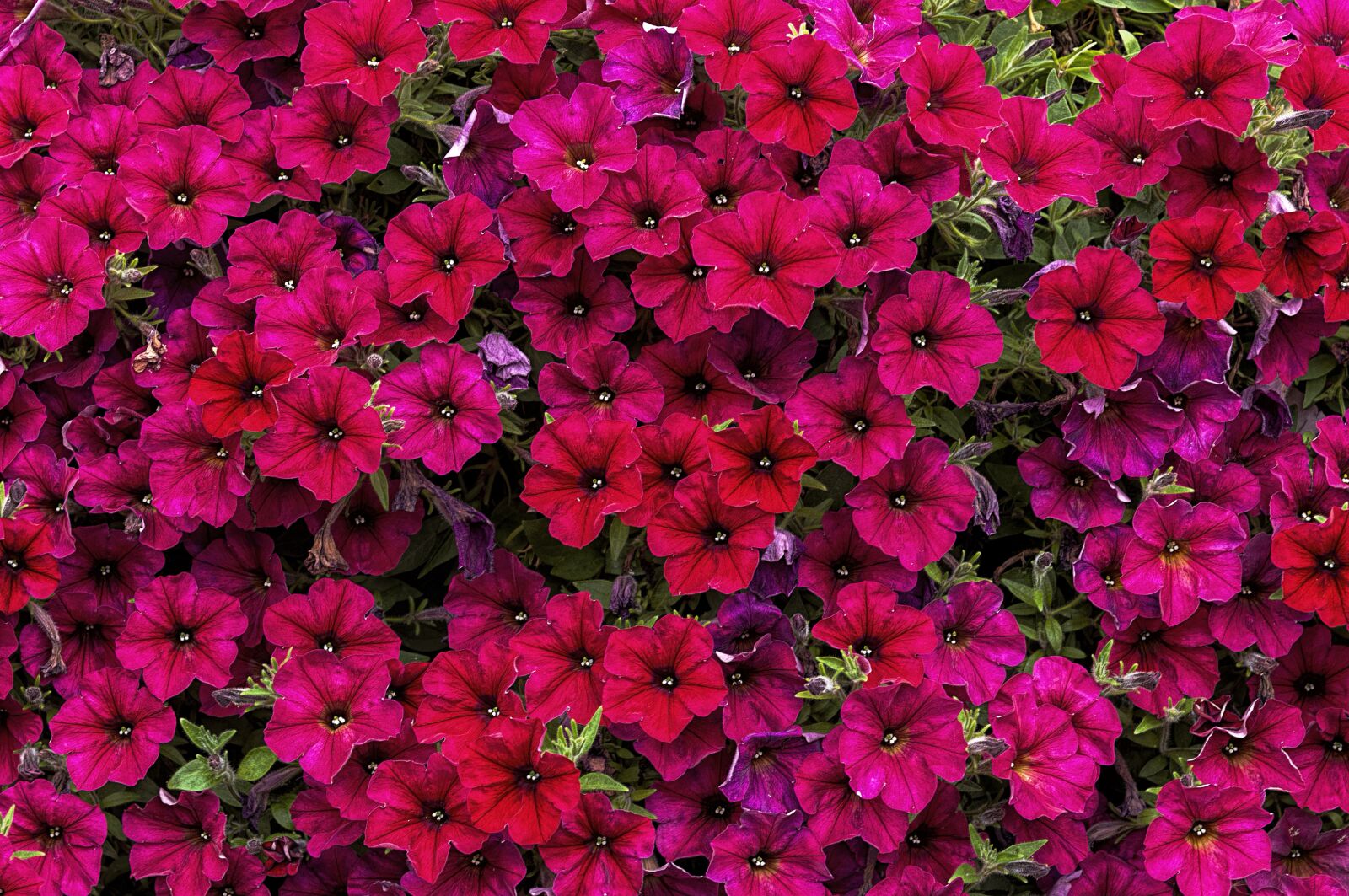 Nikon D300 sample photo. Flower, garden, nature photography