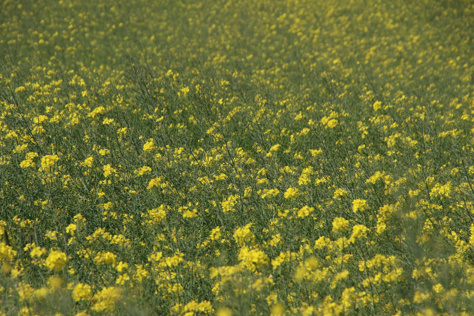 Canon EOS 7D Mark II sample photo. Canola, country, farm, field photography