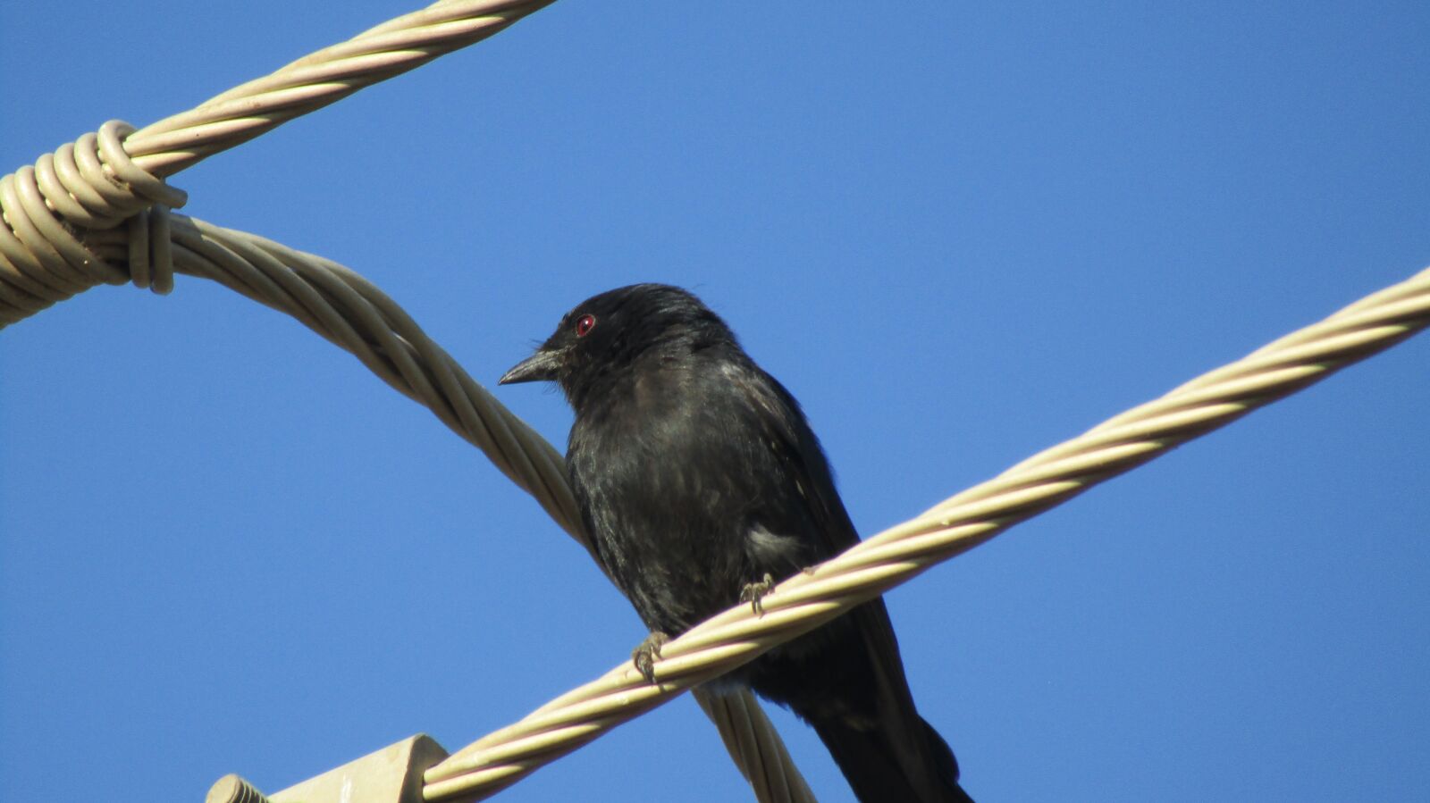 Canon POWERSHOT SX430 IS sample photo. Nesting bird, zimbabwe bird photography