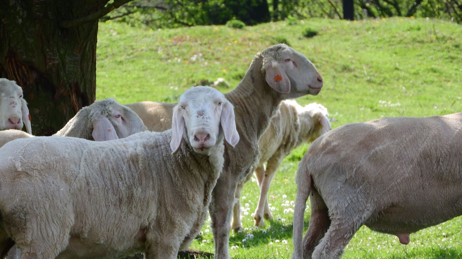 Nikon Coolpix P610 sample photo. Sheep, the animal on photography