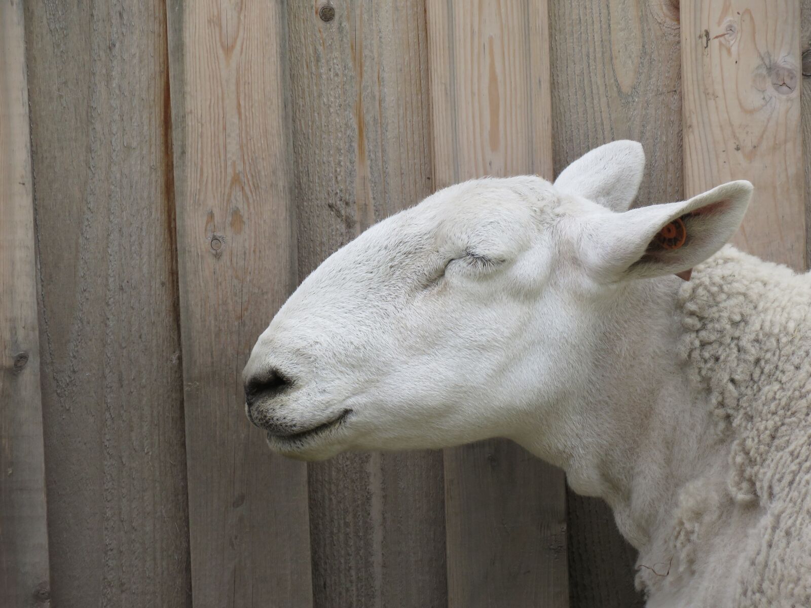 Canon PowerShot SX60 HS sample photo. Sheep, ovis aries, animal photography