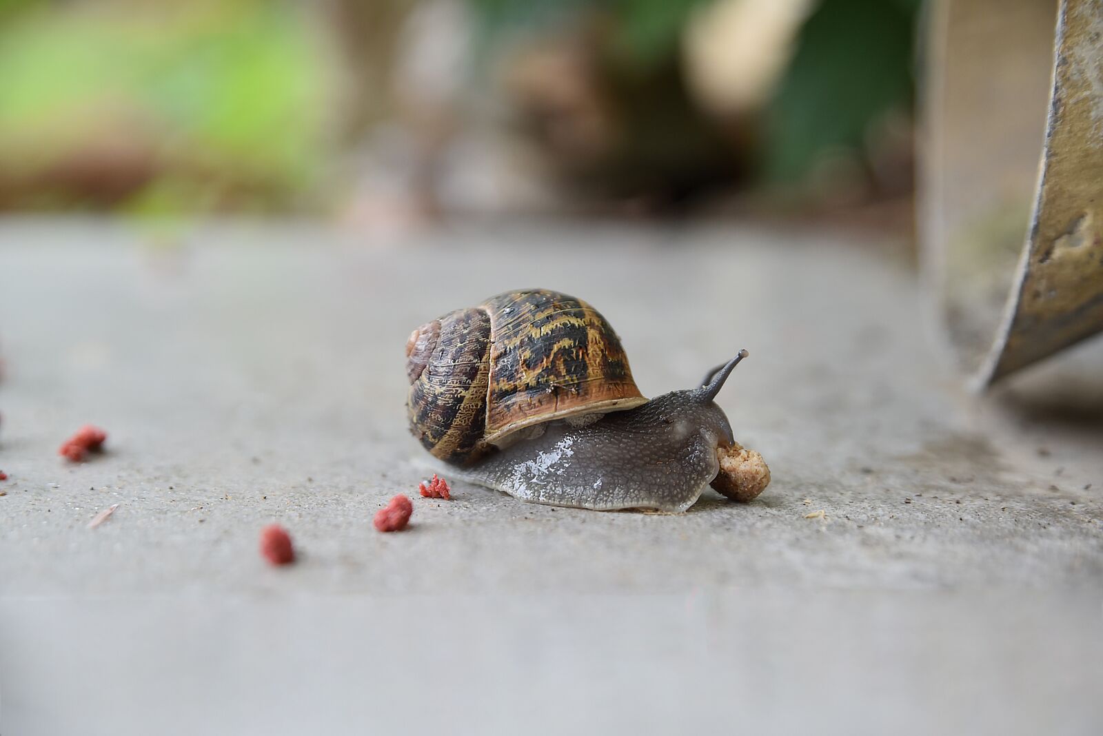 Nikon D750 sample photo. Nature, little, animal photography