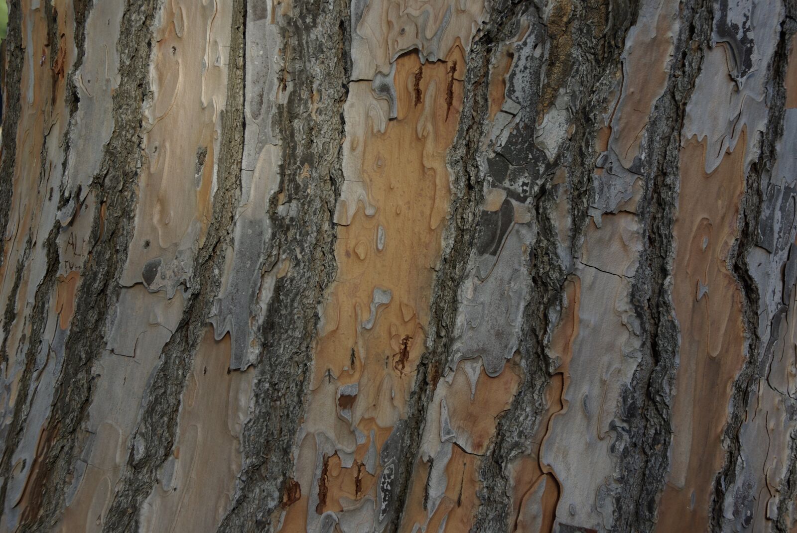 Pentax K10D sample photo. Tree, bark, trunk photography