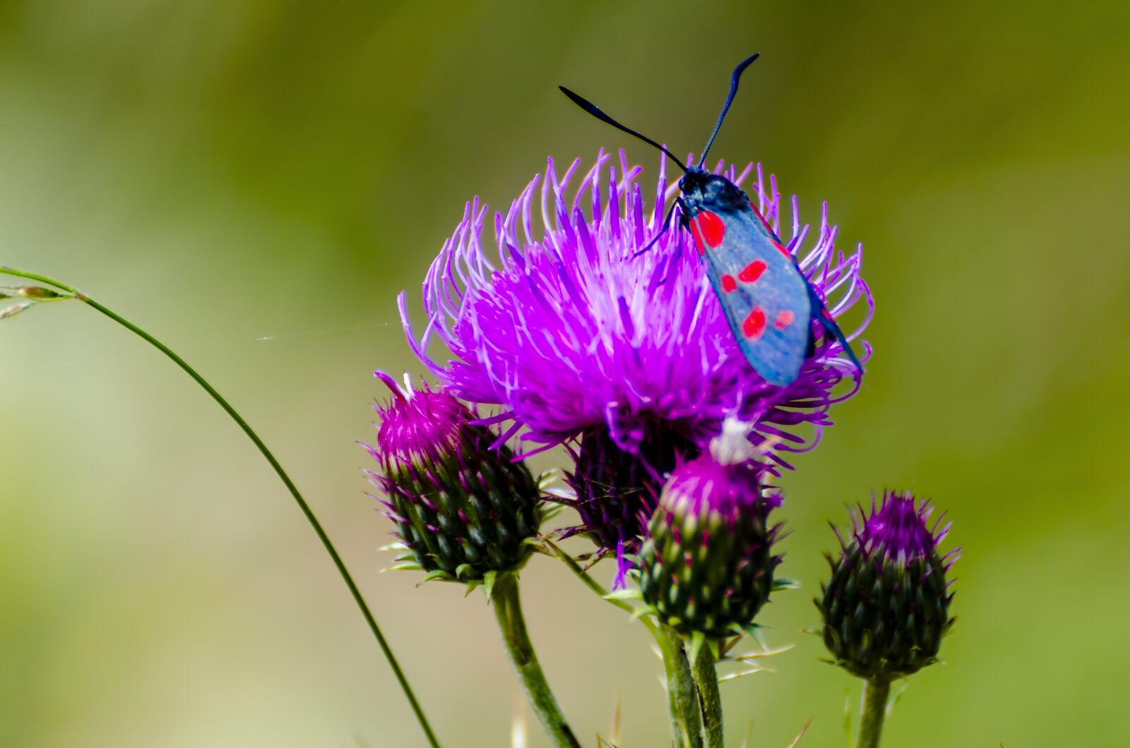 Nikon D7000 sample photo. Macro, flowers, plant photography
