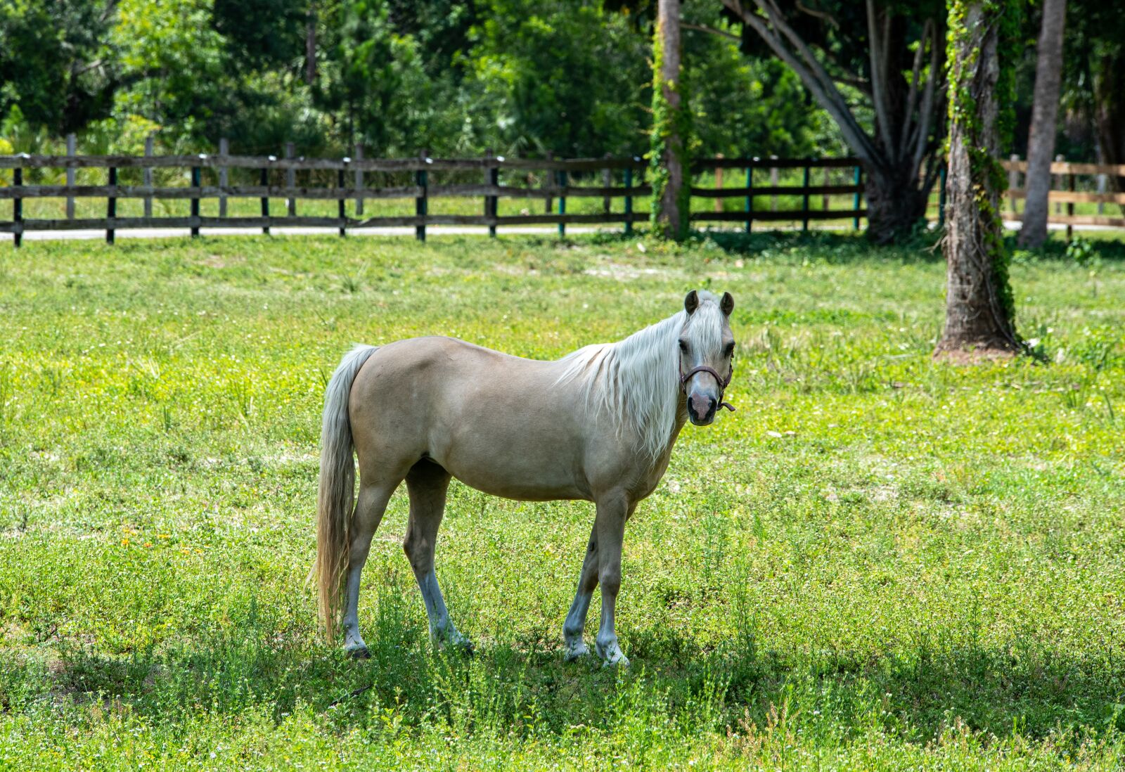Nikon D750 sample photo. Mare, farm, animal photography