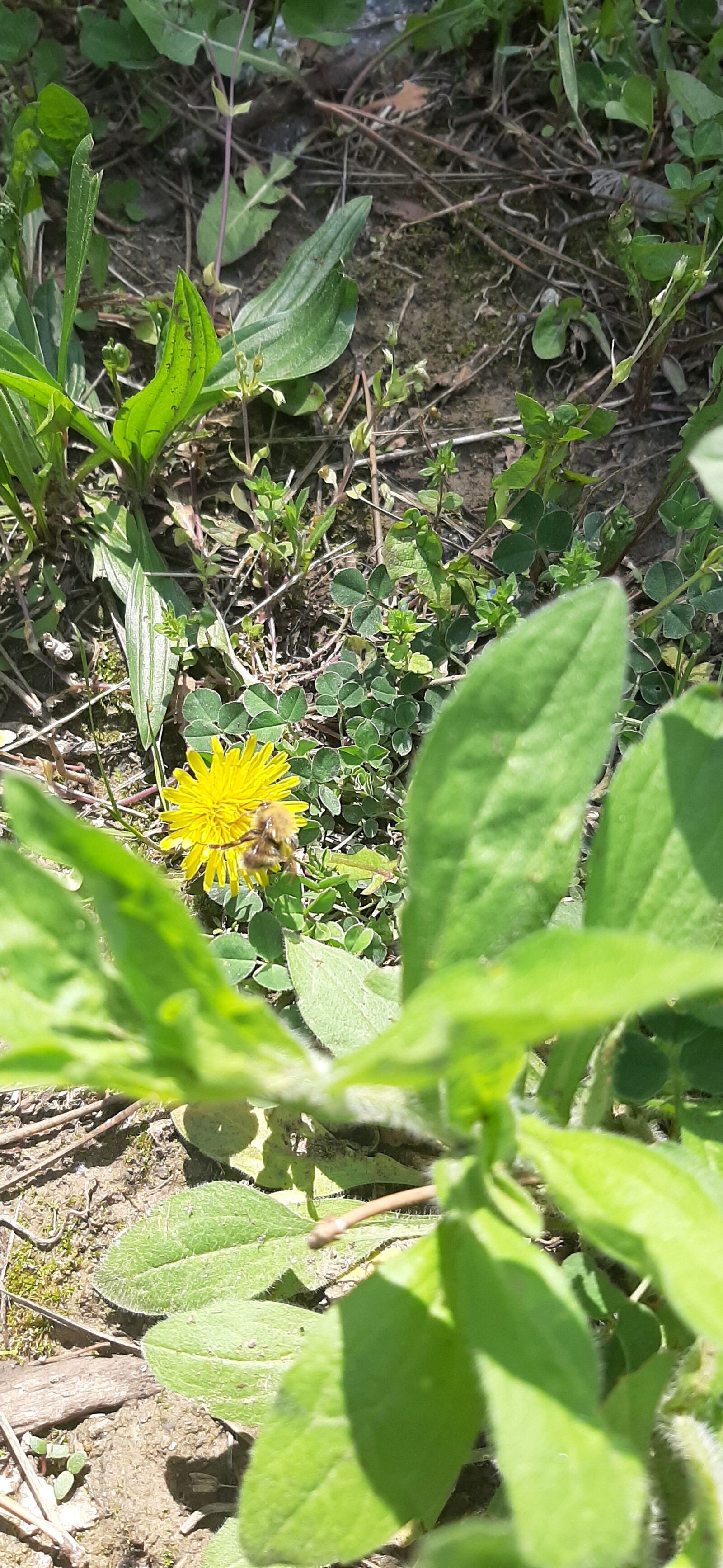 Samsung Galaxy A50 sample photo. Daffodil, spring, nature photography