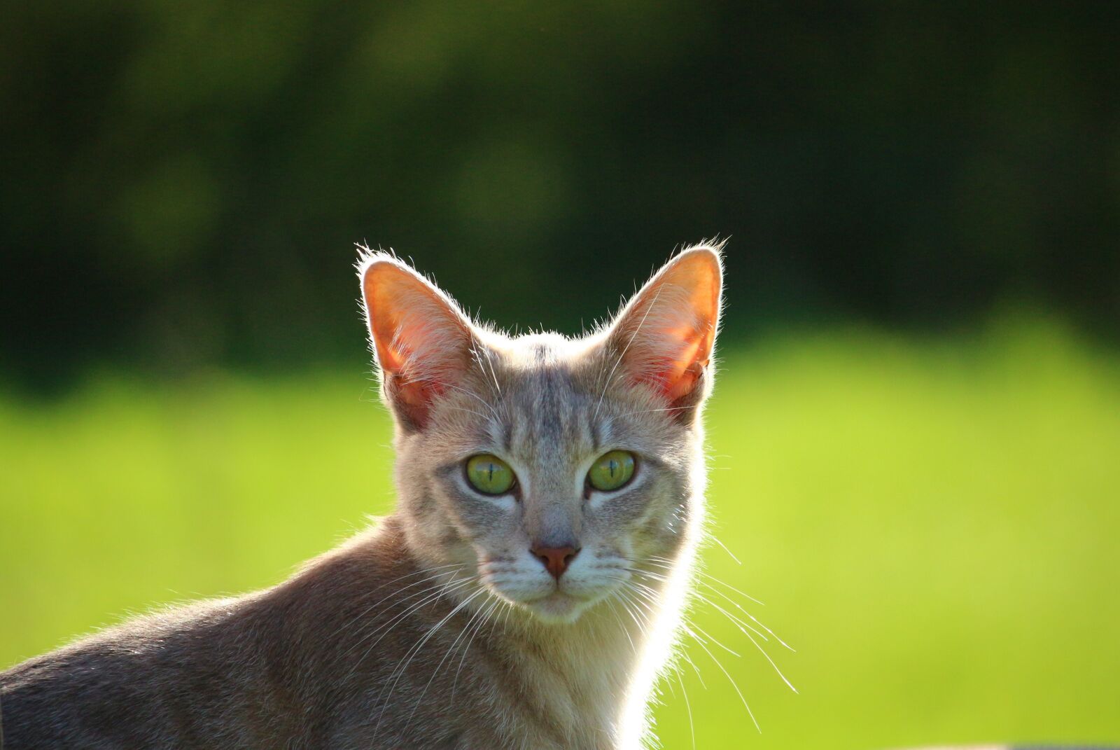 Canon EOS 100D (EOS Rebel SL1 / EOS Kiss X7) sample photo. Cat, kitten, breed cat photography