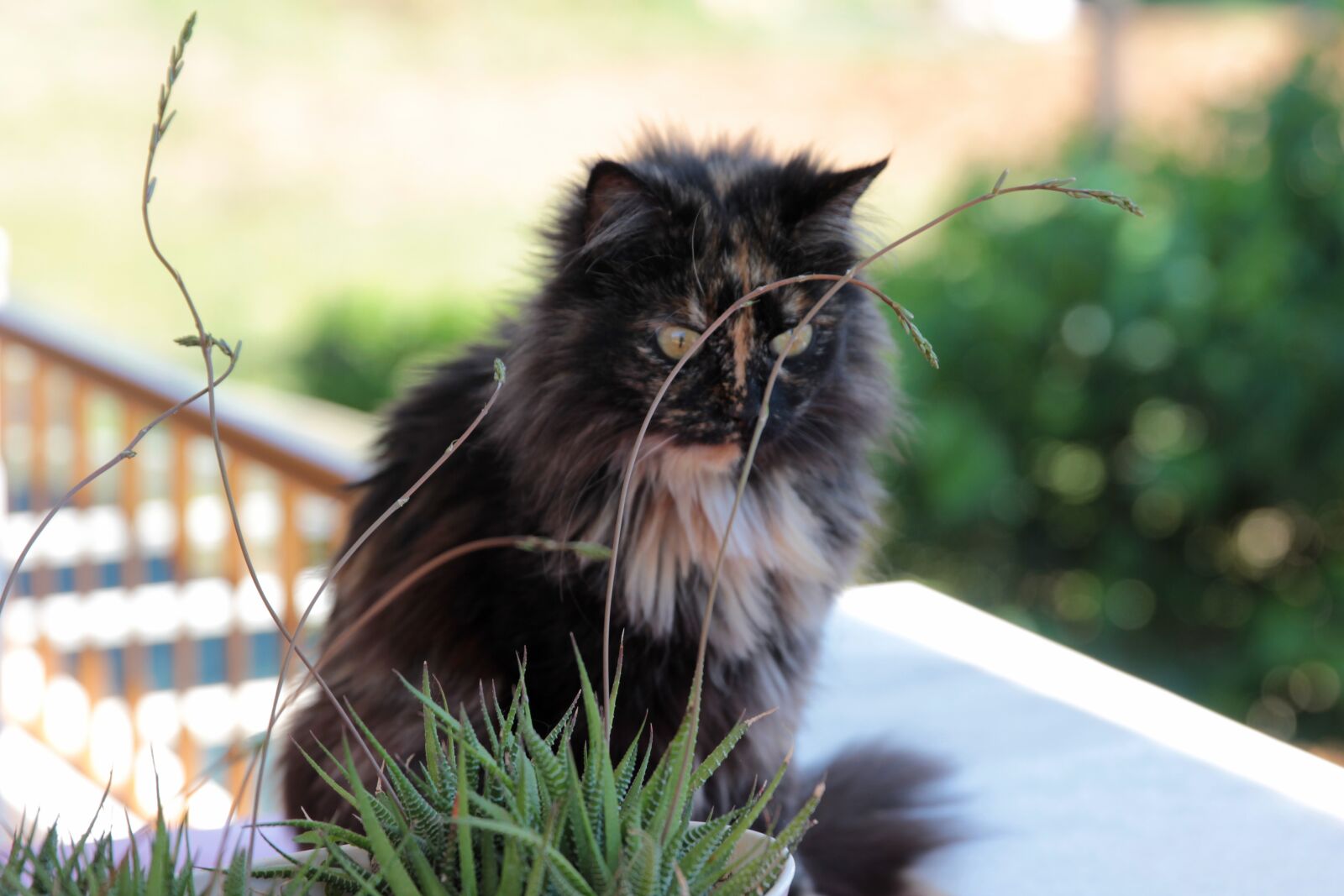 Canon EOS 550D (EOS Rebel T2i / EOS Kiss X4) sample photo. Cat, animal, animals photography