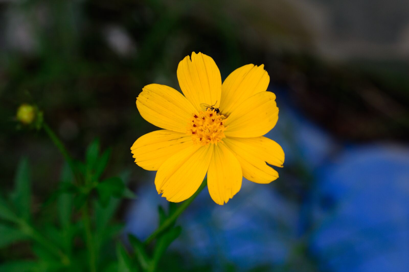 Nikon D7100 sample photo. Flower, yellow, nature photography