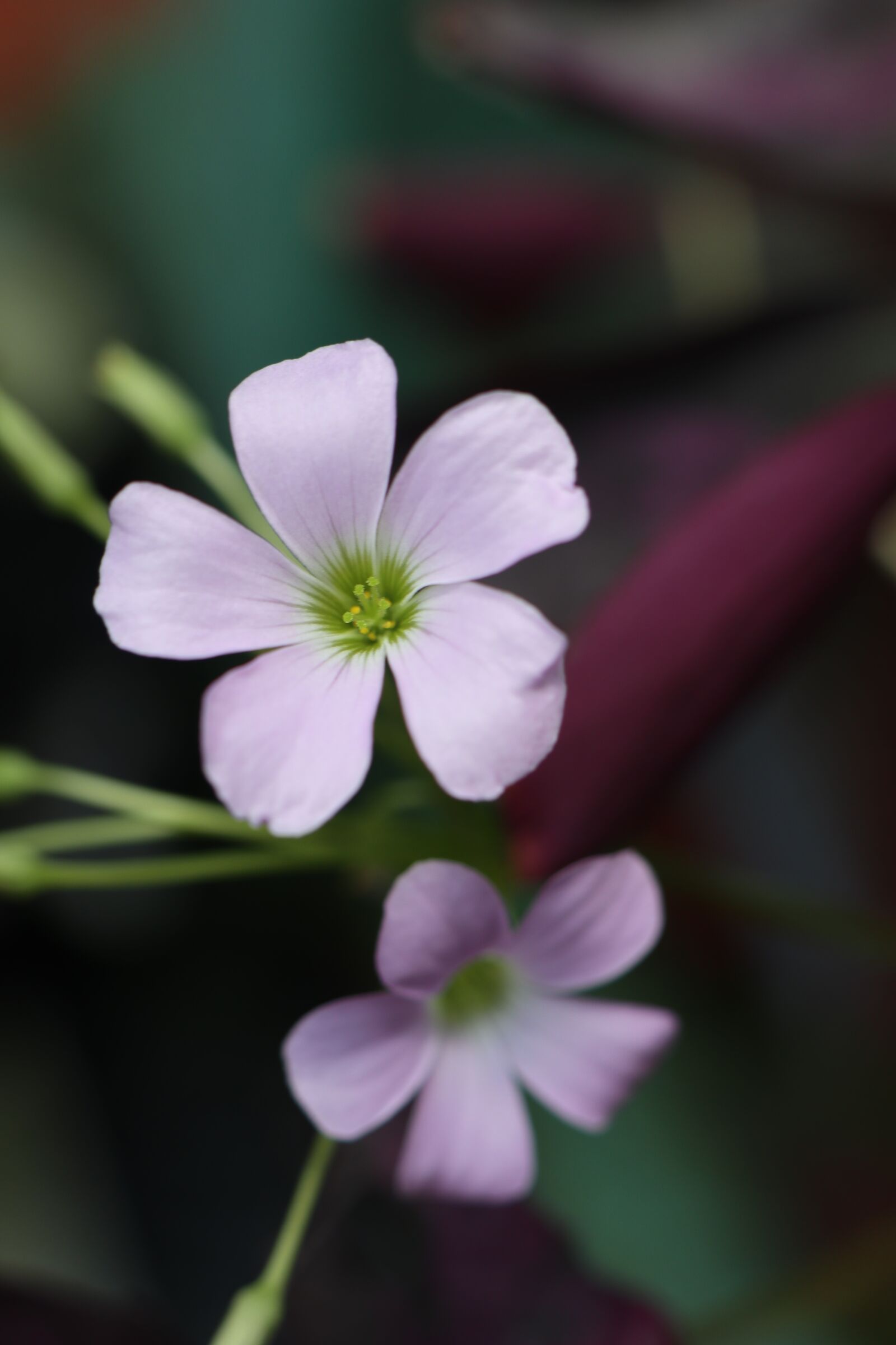 Canon EOS M6 sample photo. Two purple flowers, cute photography