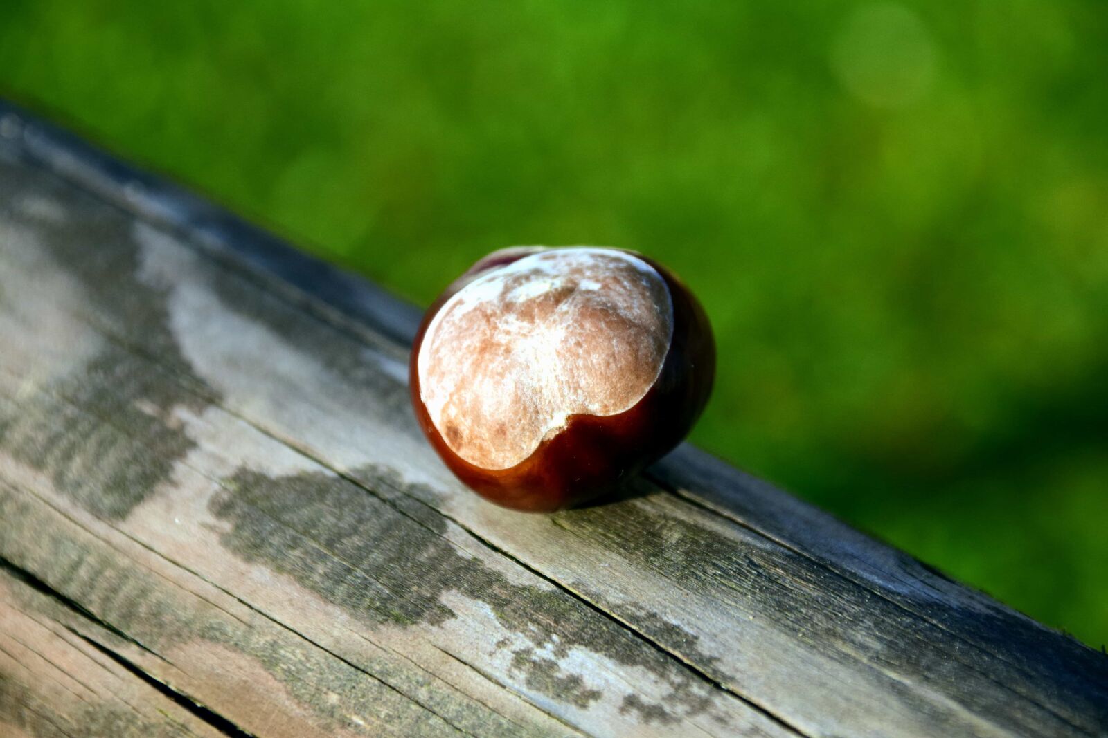 Nikon D3300 sample photo. Plant, wood, kernel, chestnut photography