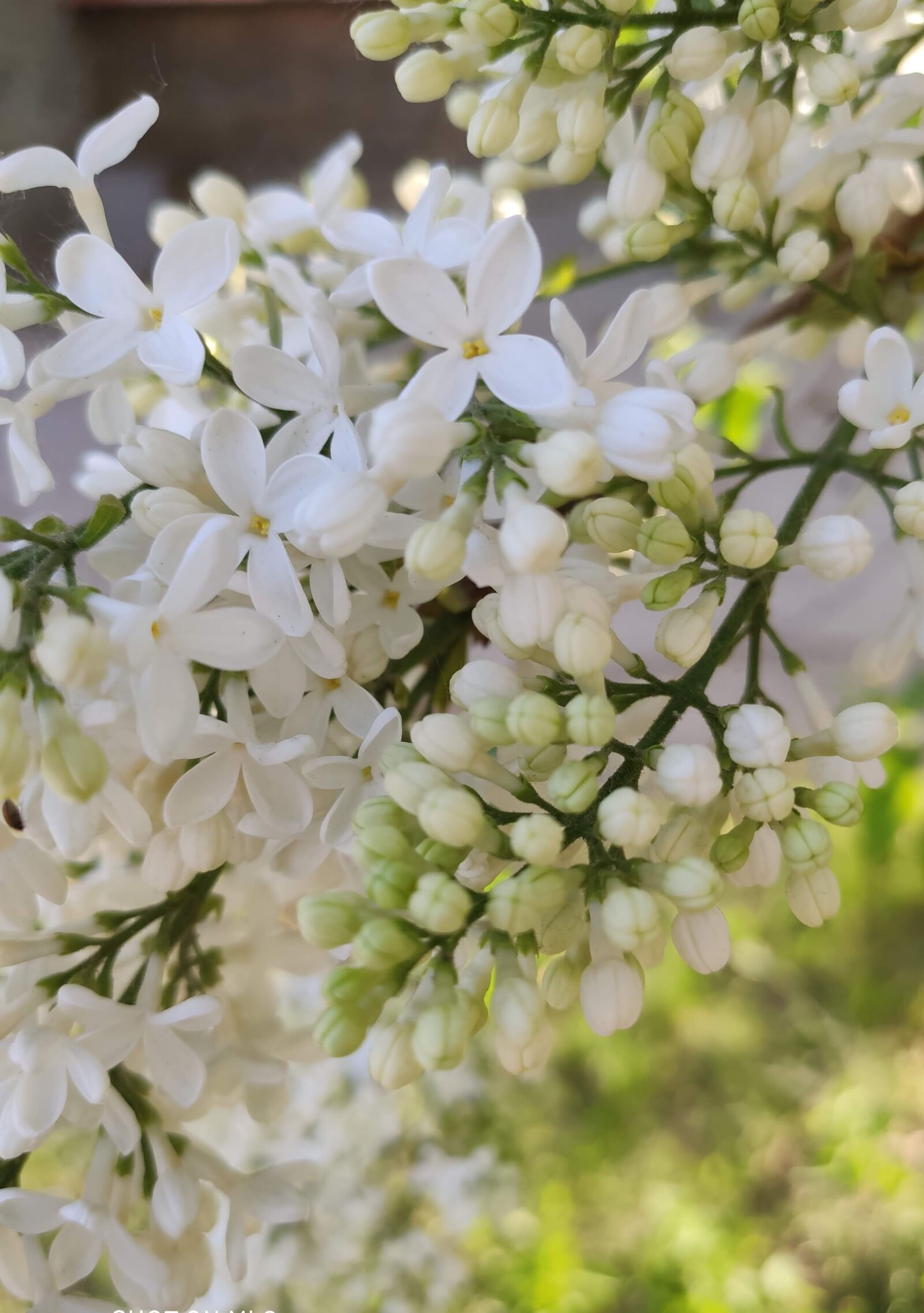 Xiaomi MI 9 sample photo. White, flowers, garden photography