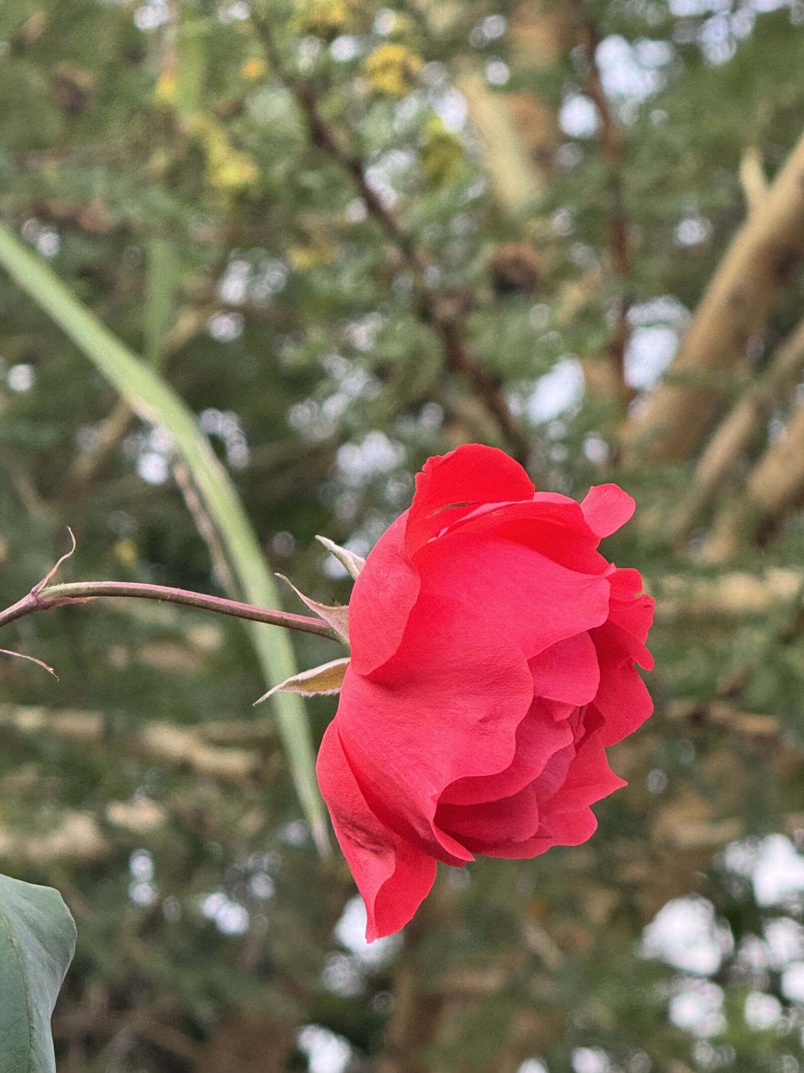 Apple iPhone 15 Pro Max sample photo