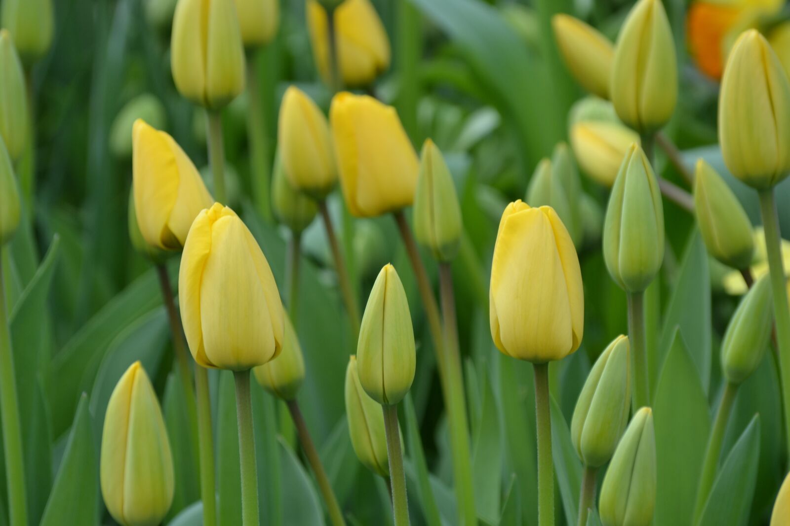 Nikon D3100 sample photo. Tulips, yellow, flowers photography