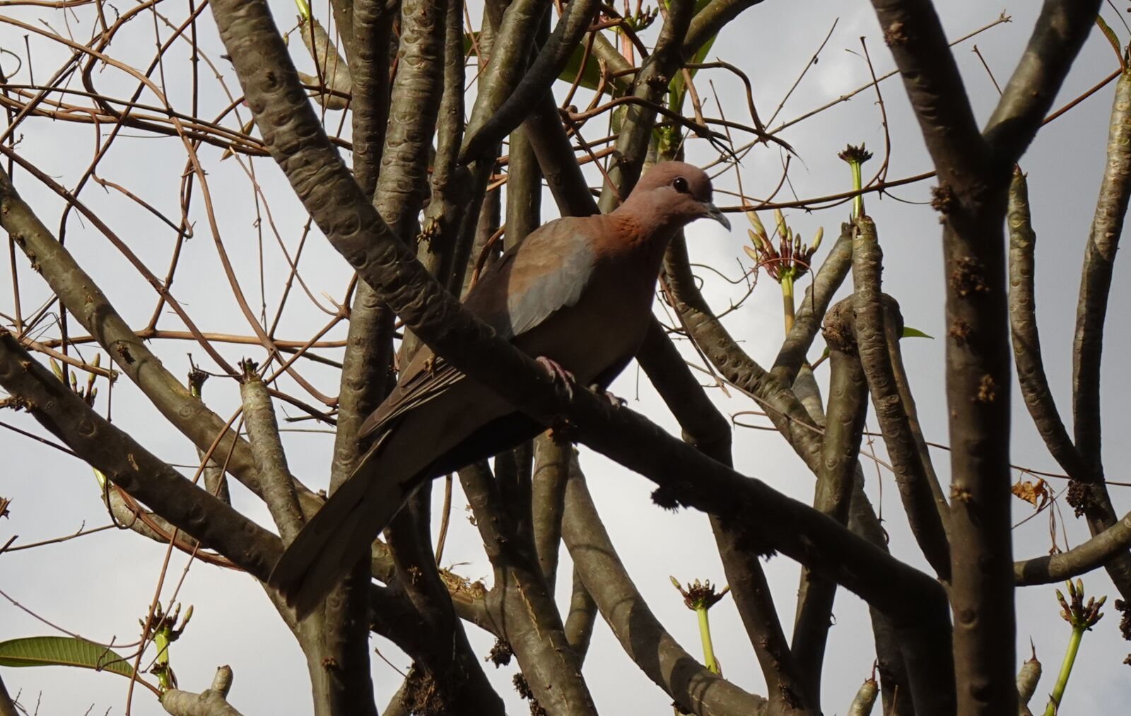 Sony DSC-WX800 sample photo. Dove, bird, laughing dove photography