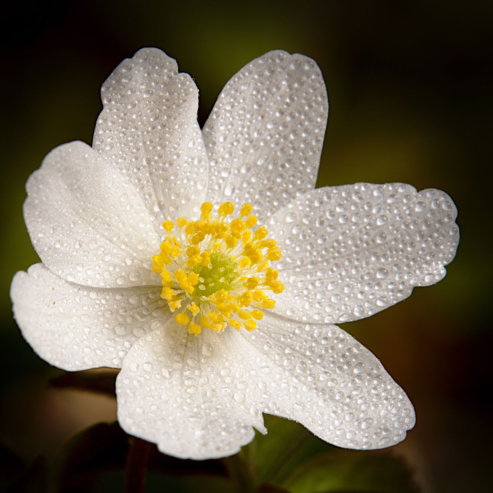 Canon EOS M5 sample photo. Wood anemone, white, spring photography