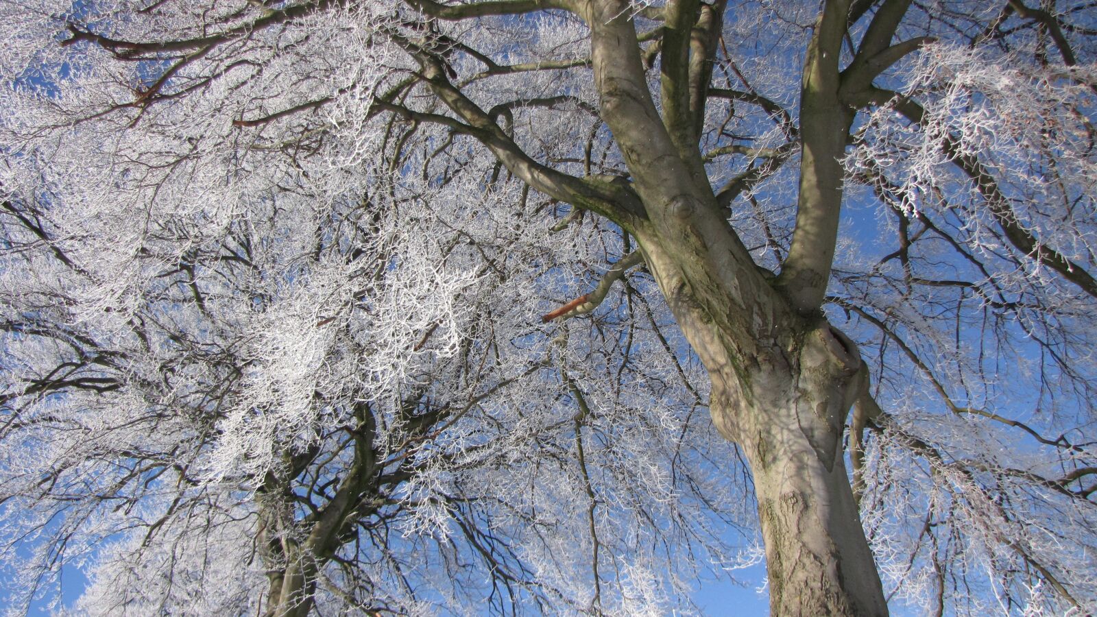 Canon PowerShot SX1 IS sample photo. Büren, winter, tree photography