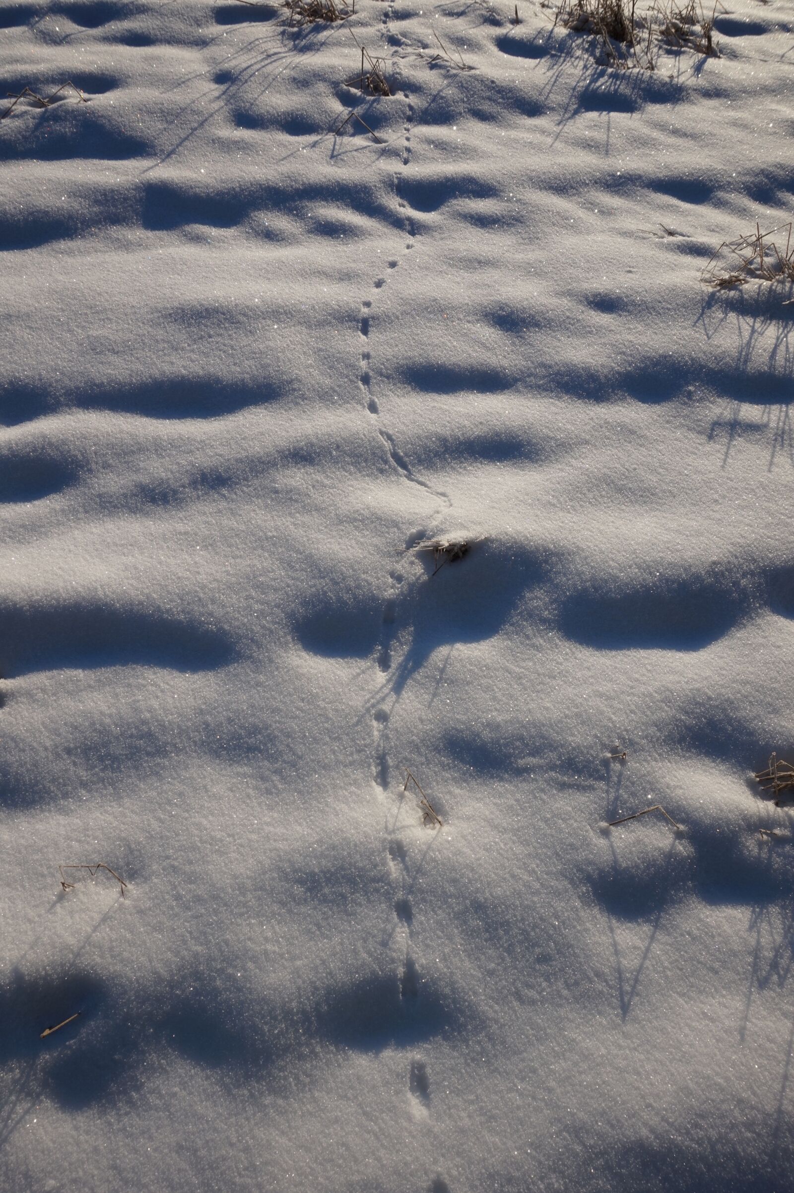 Sony Alpha a5000 (ILCE 5000) sample photo. Snow, winter, footprints photography