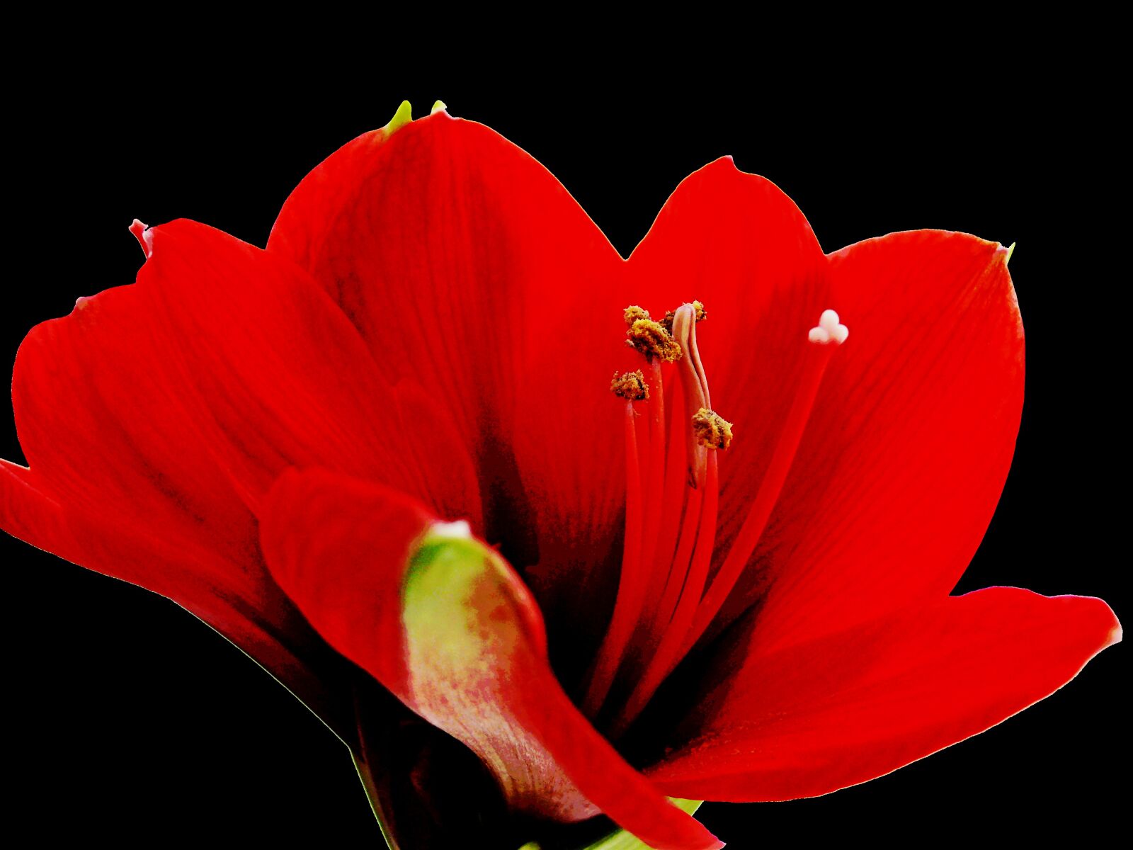 Leica V-LUX 1 sample photo. Amaryllis, blossom, bloom photography
