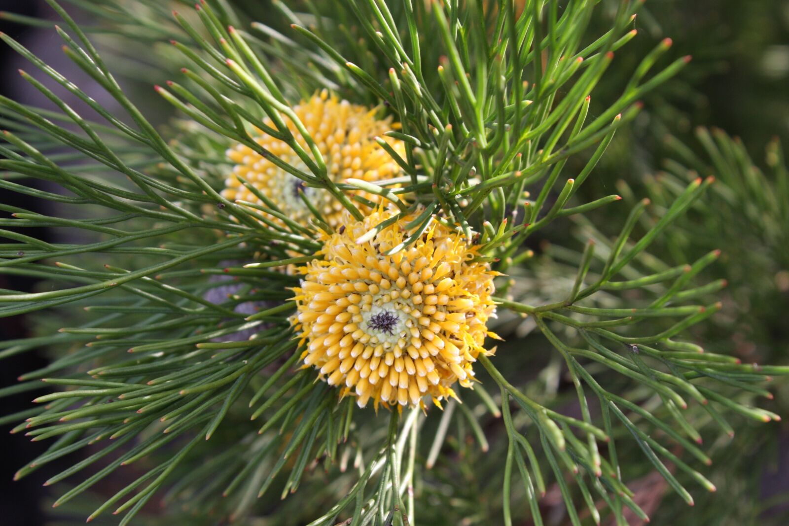 Canon EOS 40D sample photo. Needle, nature, tree photography
