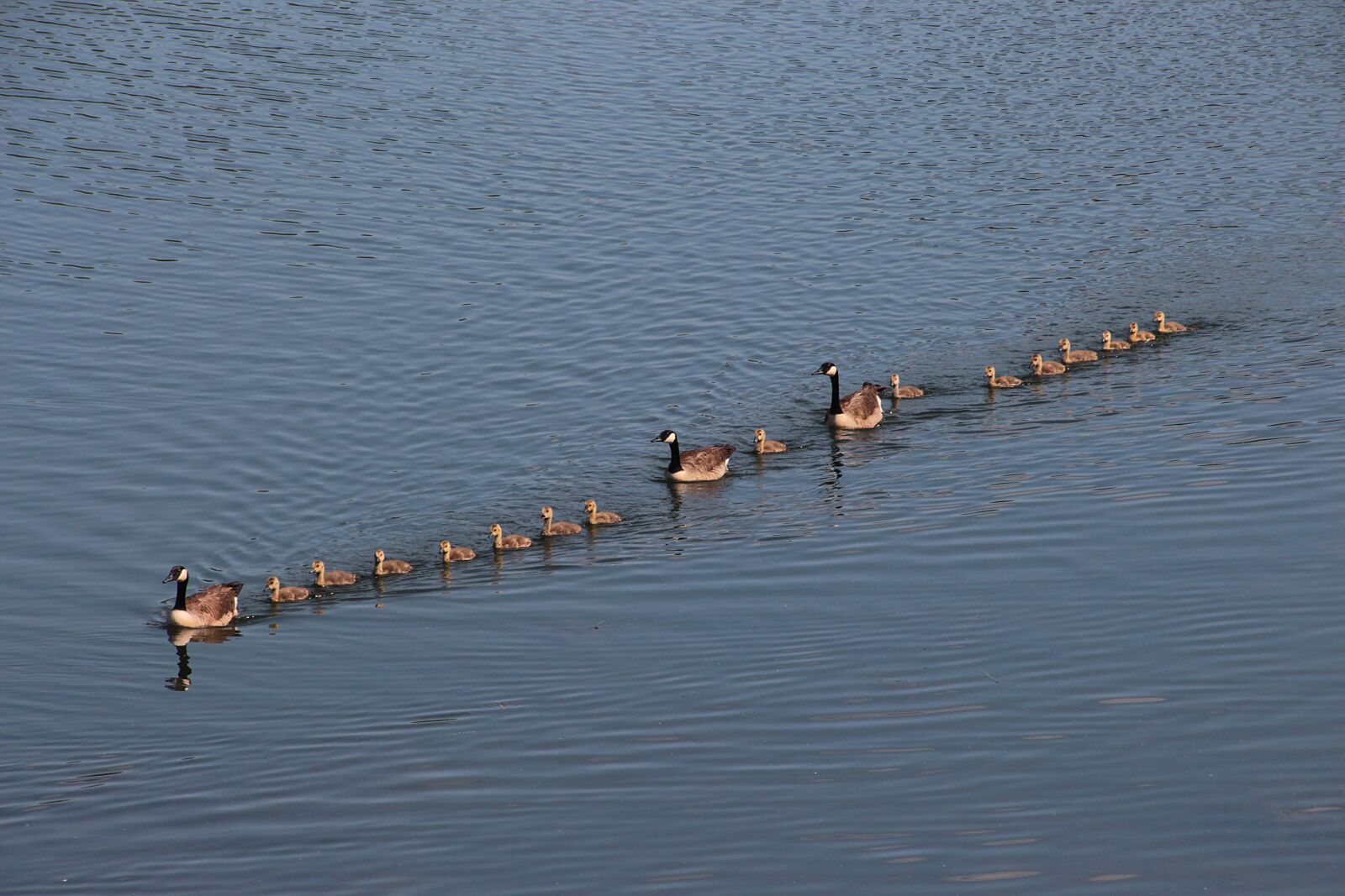 Canon EOS 700D (EOS Rebel T5i / EOS Kiss X7i) sample photo. Geese, goose family, chicks photography