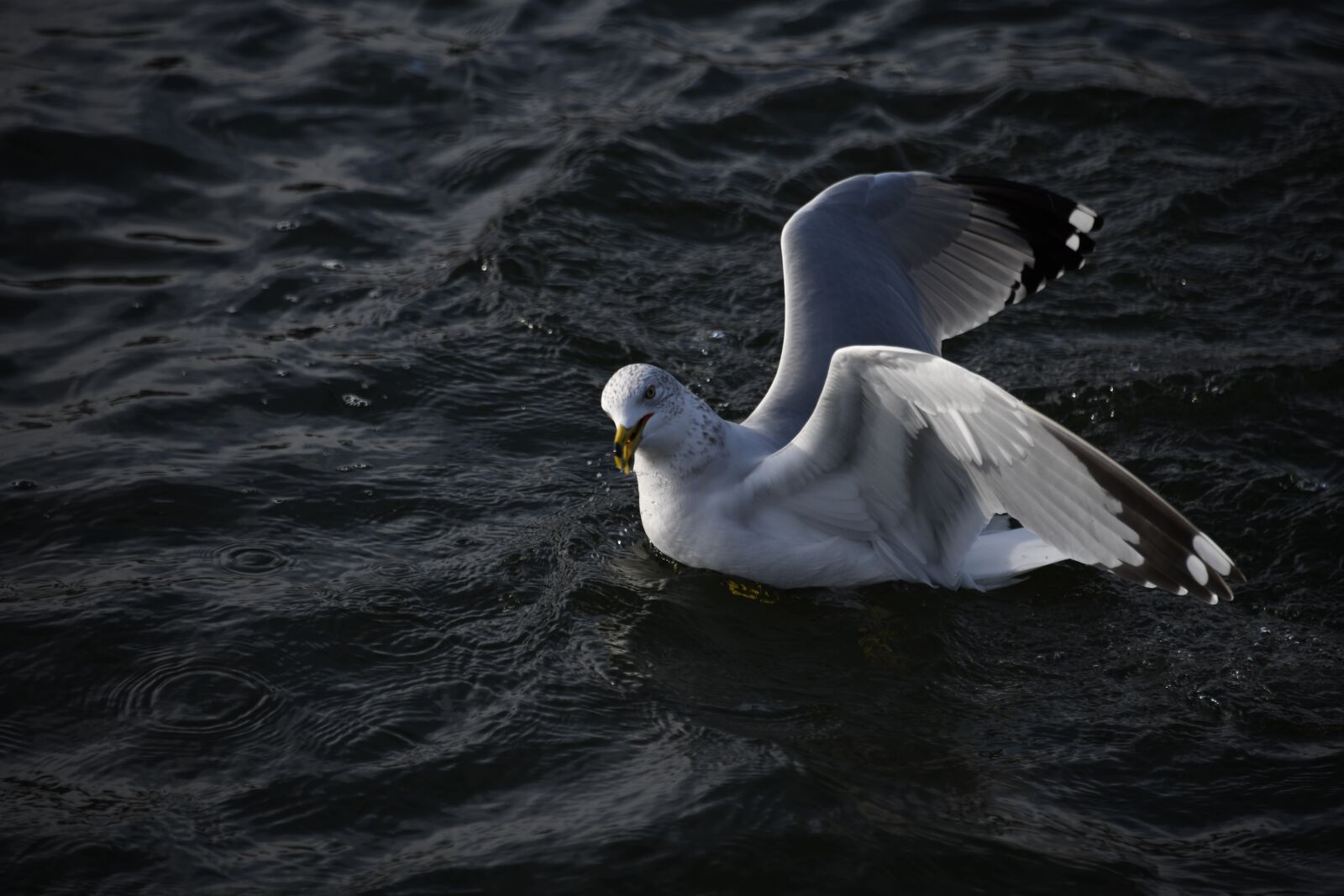 Nikon D850 sample photo. Seagull, bird, flying photography
