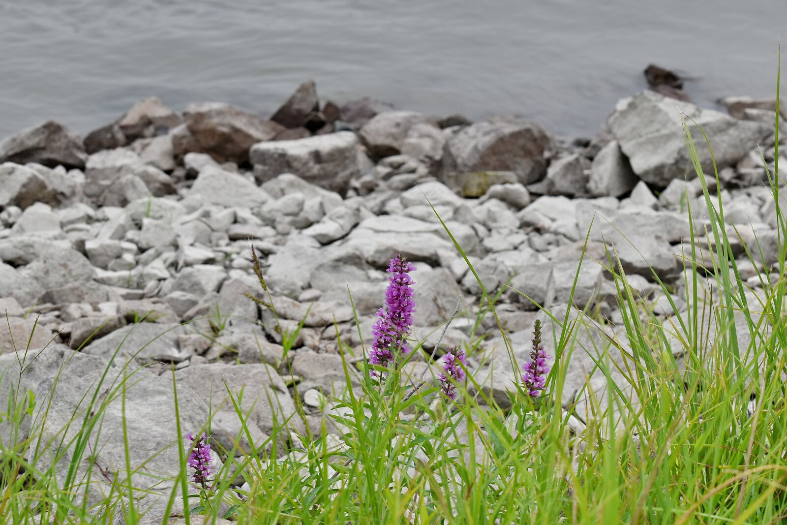 Nikon D5500 sample photo. Big rocks, danube, flowers photography