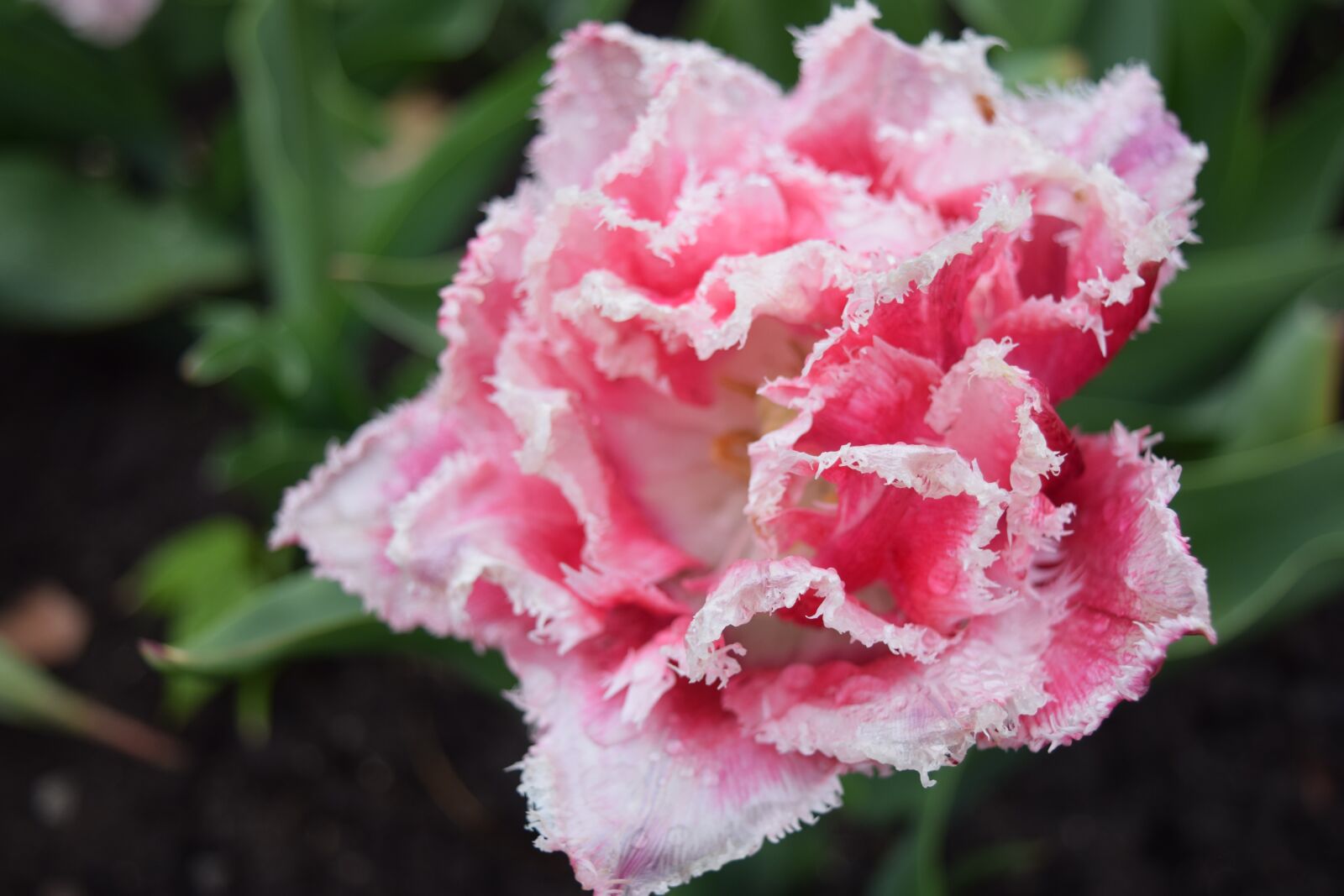 Nikon D3300 sample photo. Flower, pink, pink flowers photography