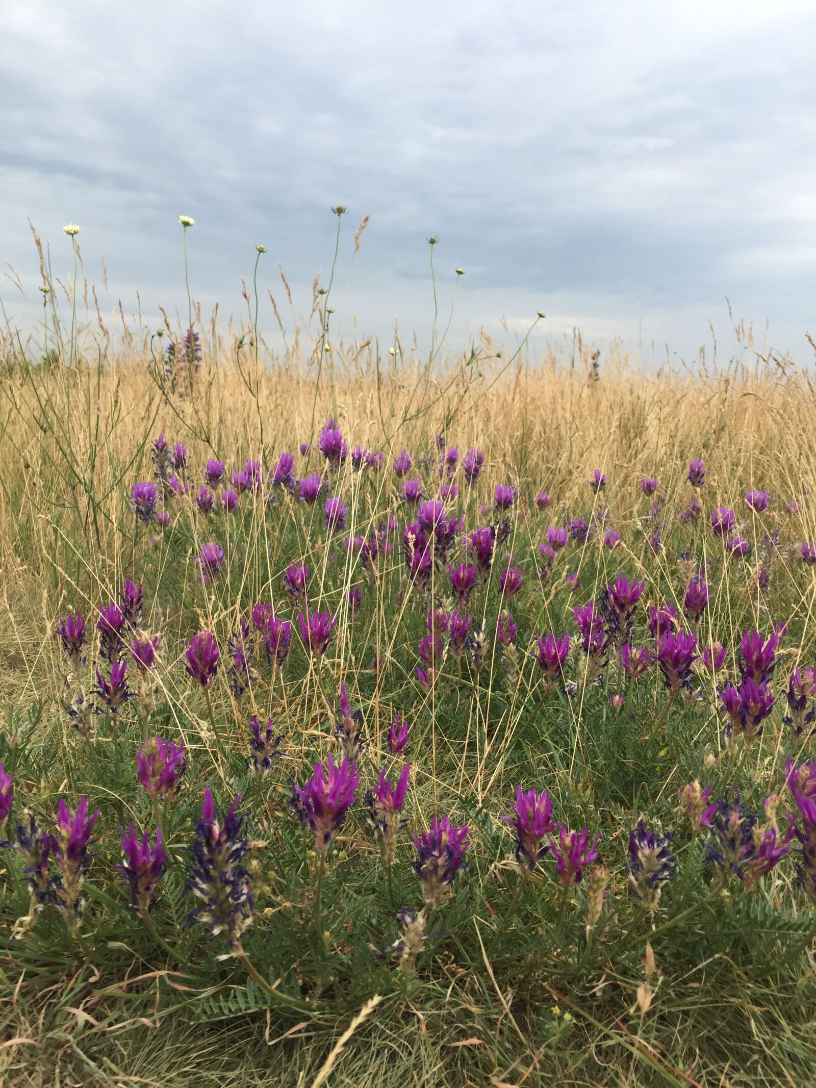 iPhone 6 back camera 4.15mm f/2.2 sample photo. Flower, meadow, flowers, meadow photography
