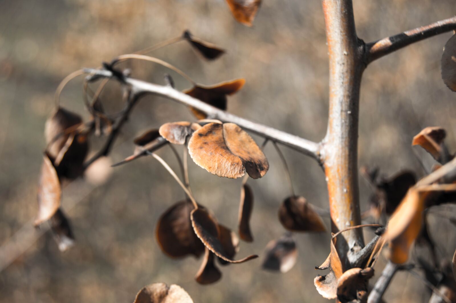 Nikon D3200 sample photo. Charred, leaves, autumn photography