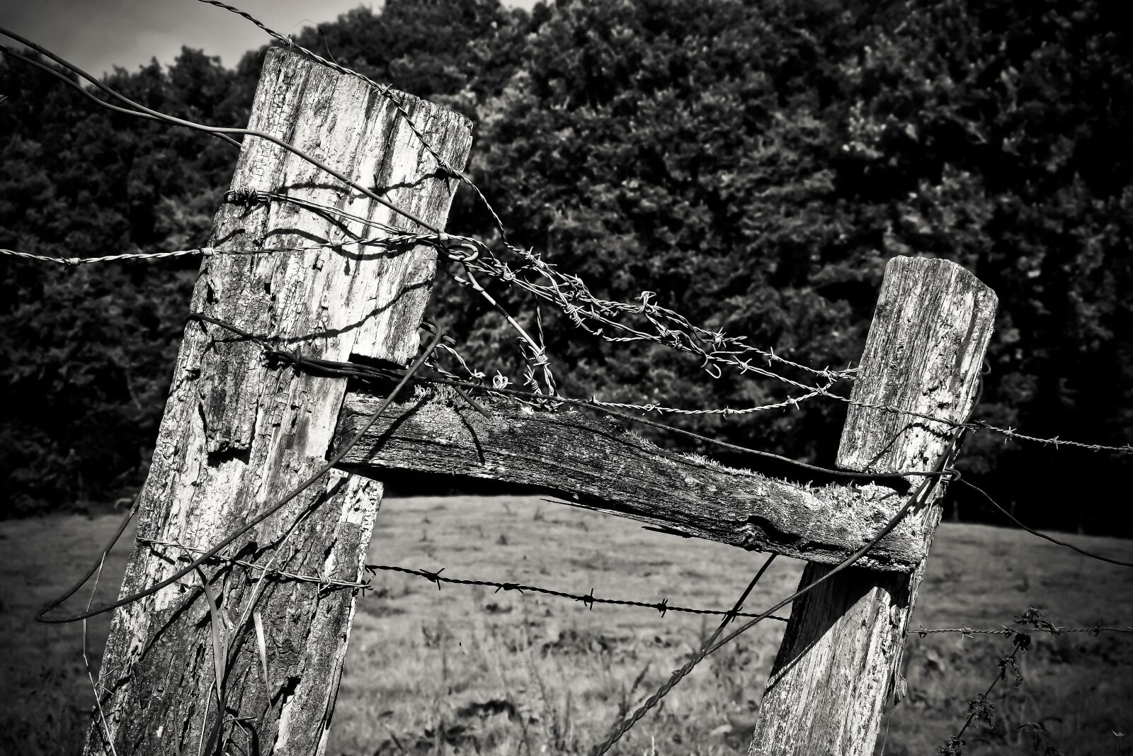 Olympus OM-D E-M10 sample photo. Wood, fence post, pile photography