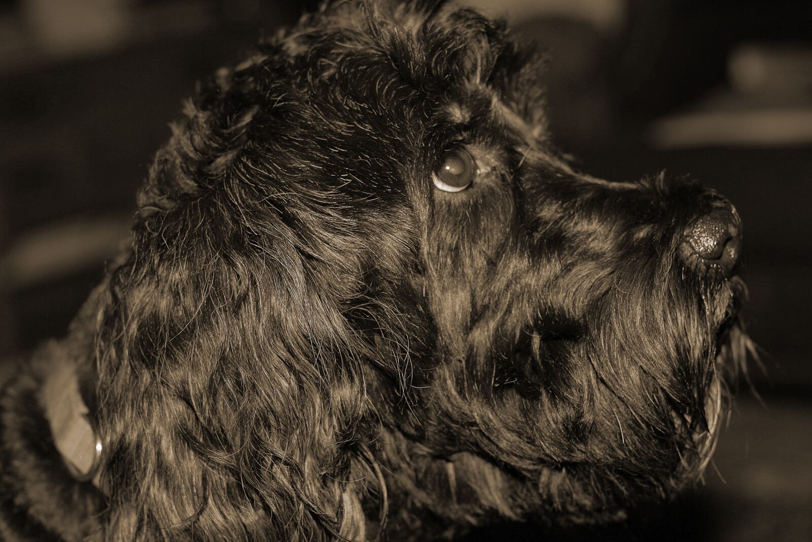 Nikon D200 sample photo. Dog, worried, sepia photography
