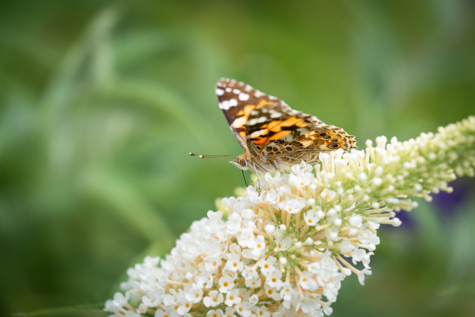 Nikon D750 sample photo. Butterfly, edelfalter, lilac photography