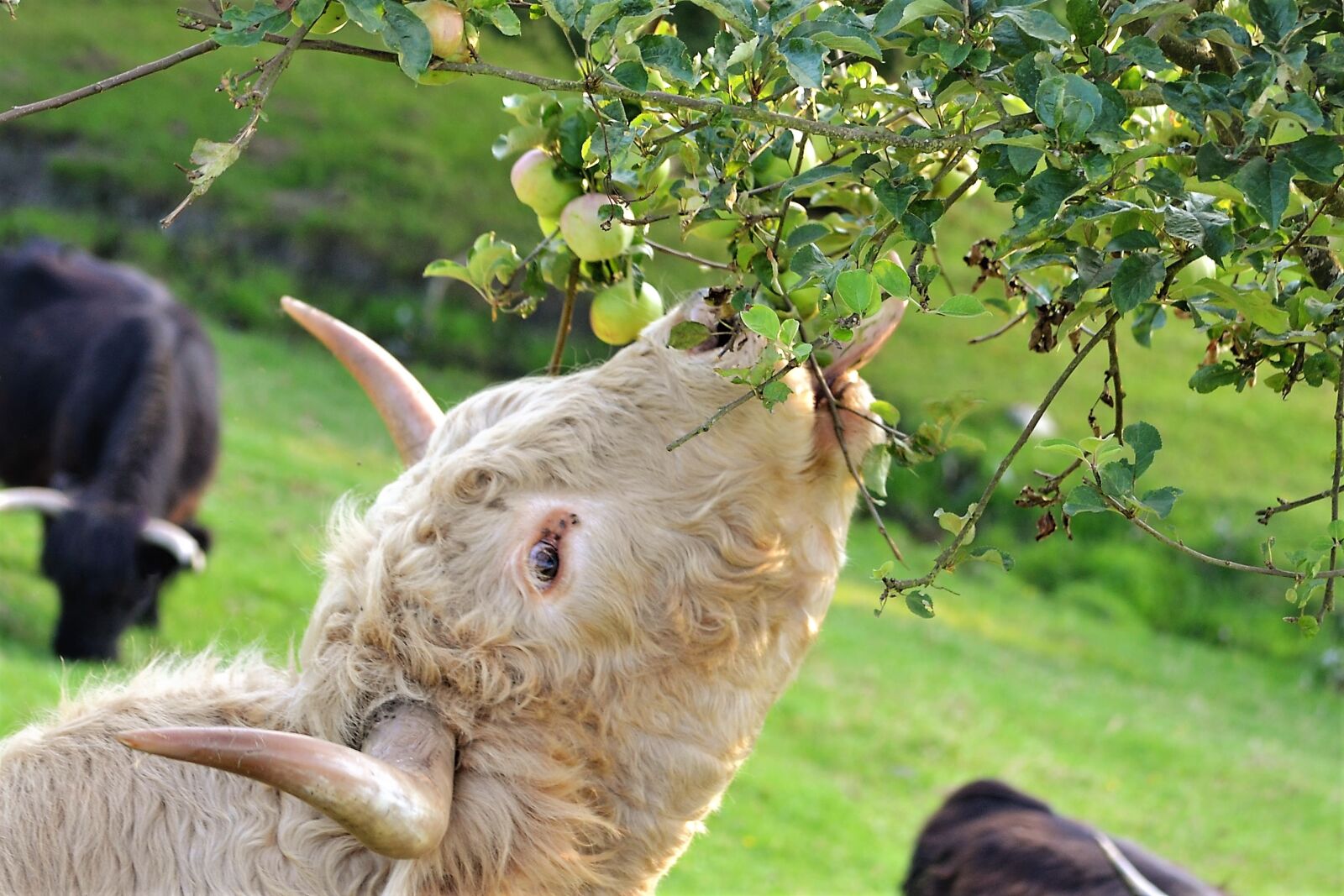 Nikon D3100 sample photo. Beef, cow, highland cattle photography