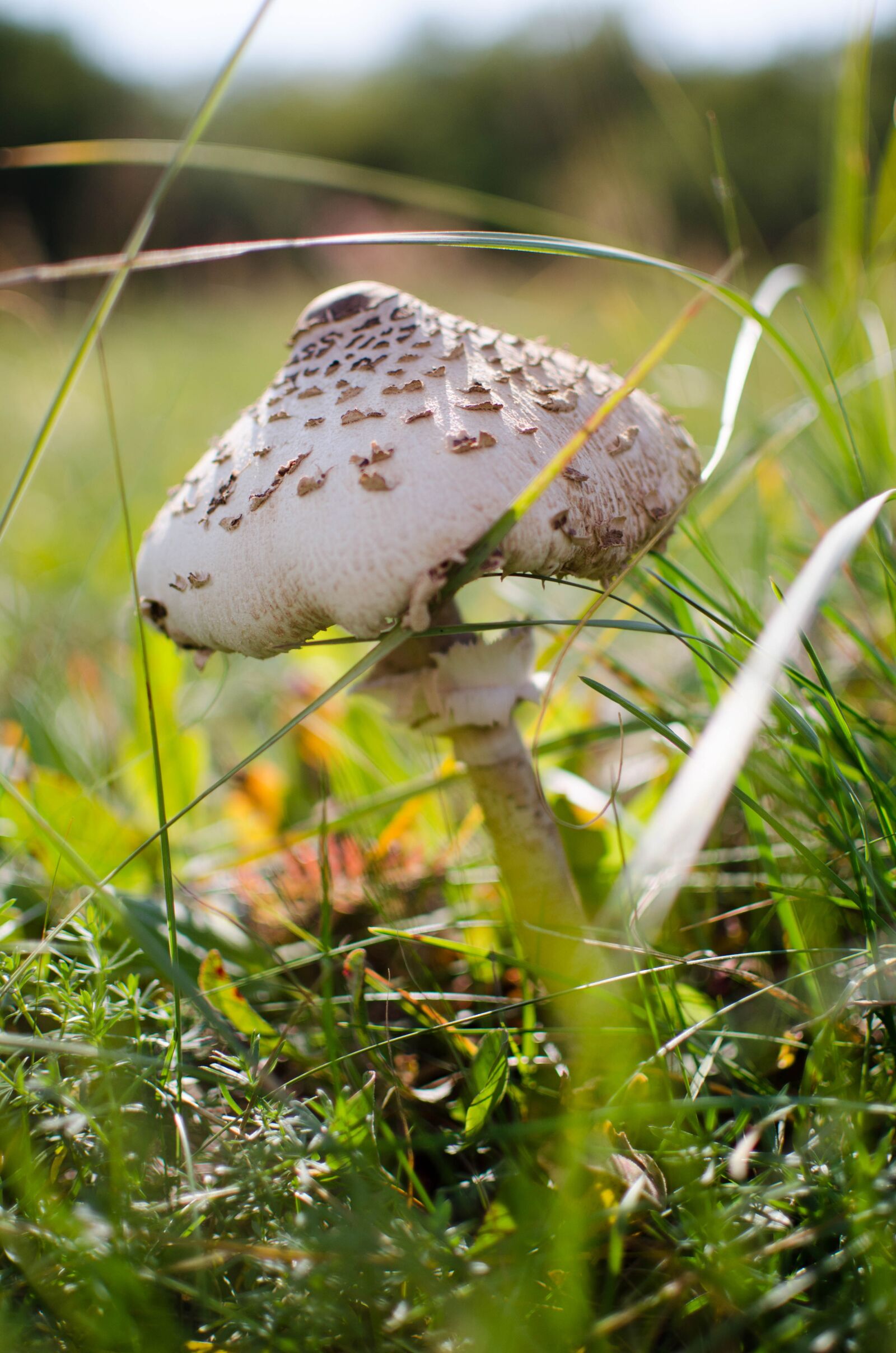 Nikon D5100 sample photo. Macrolepiota procera, parasol mushroom photography