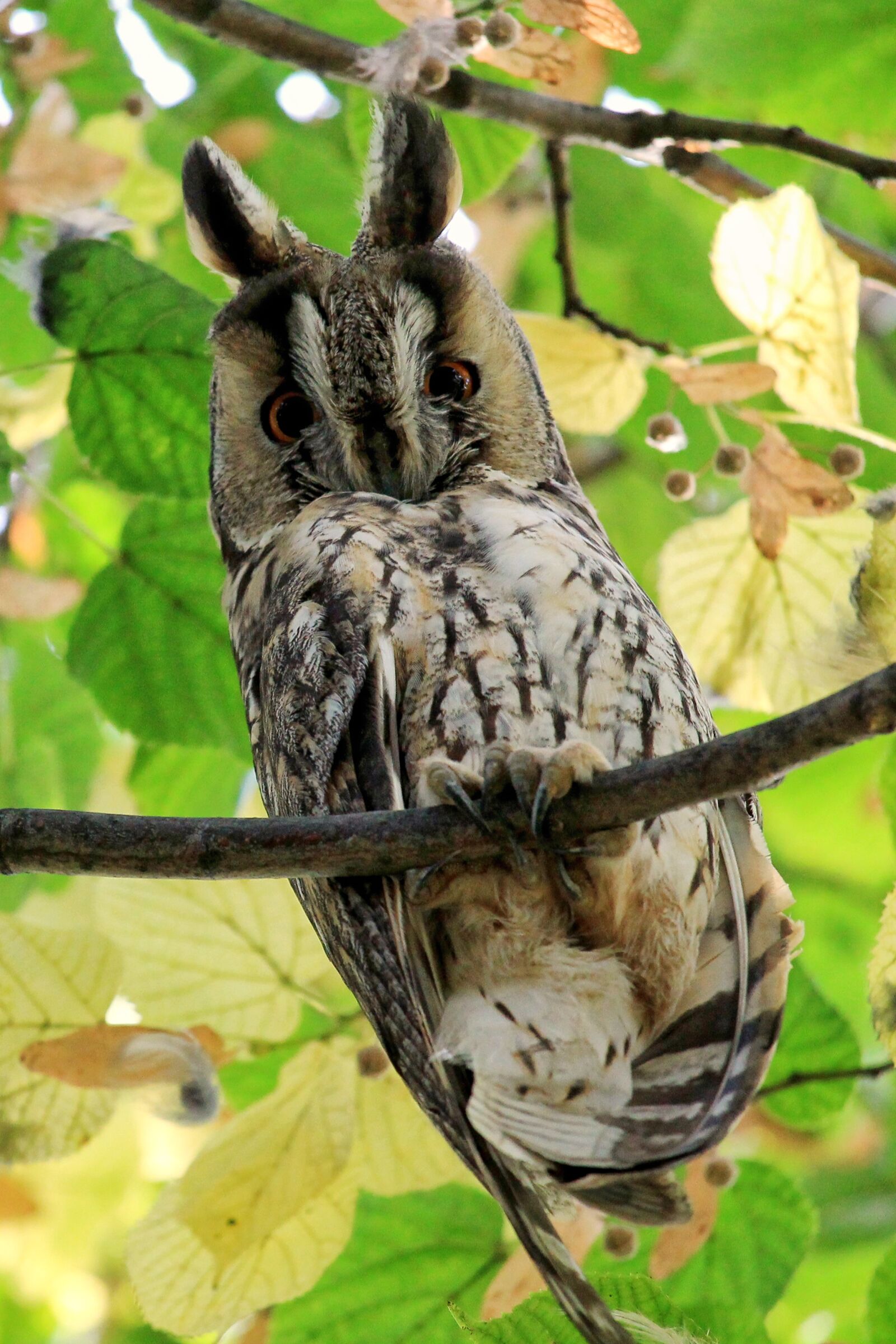 Canon EF-S 55-250mm F4-5.6 IS STM sample photo. Long eared owl, owl photography