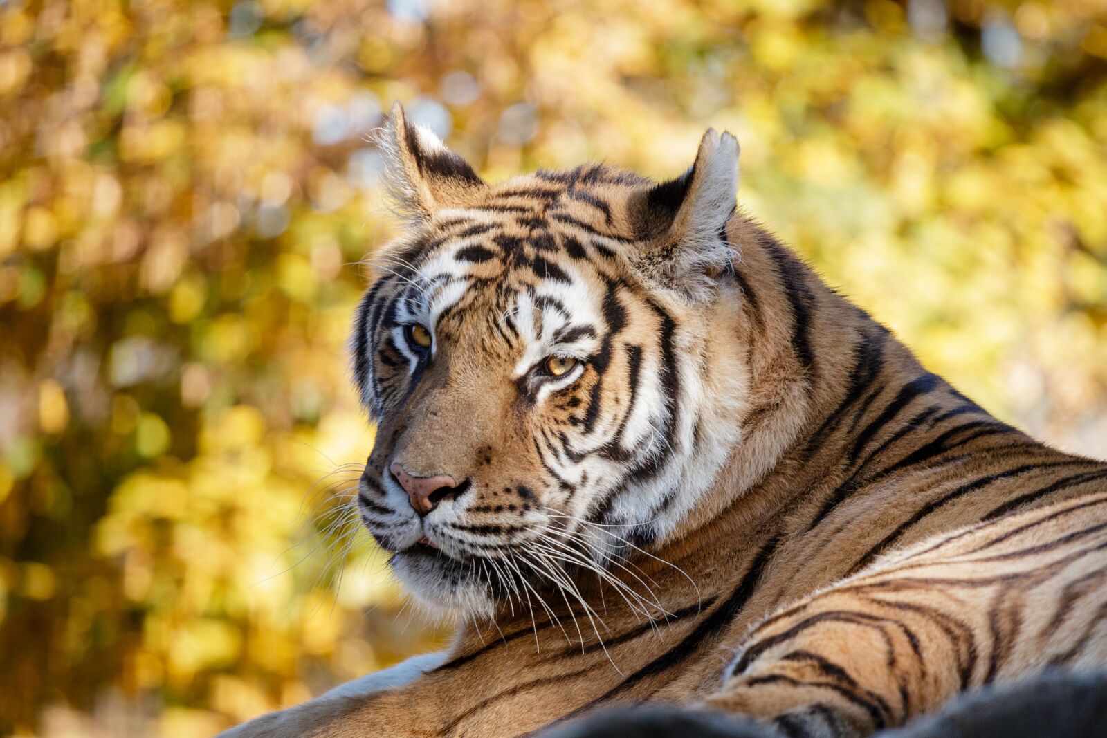 Canon EOS 70D + Canon EF 70-200mm F4L USM sample photo. Tiger, animal, nature photography