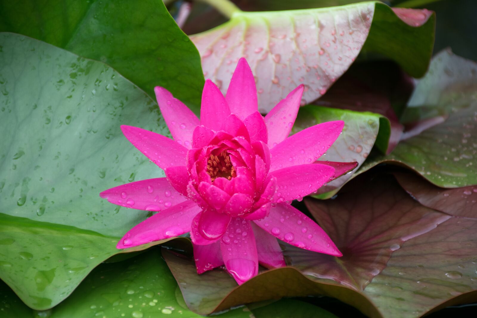 Nikon D5300 sample photo. Flower, nature, lotus photography