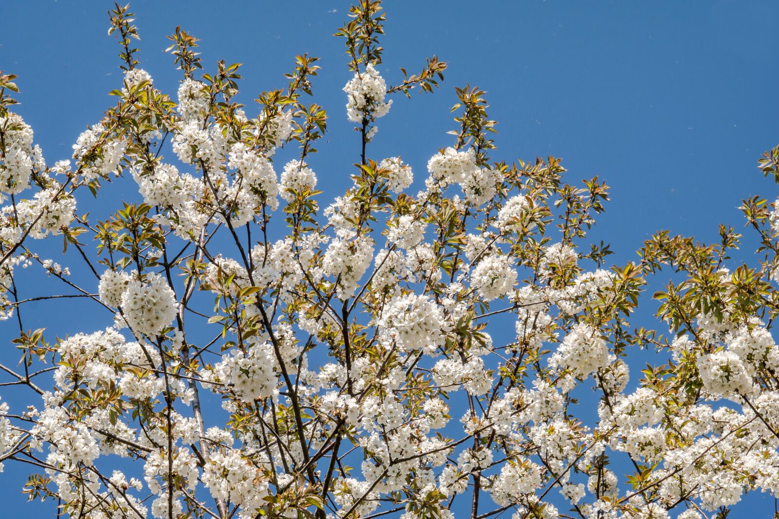 Samsung NX300M sample photo. Cherry blossom, cherry, flowers photography
