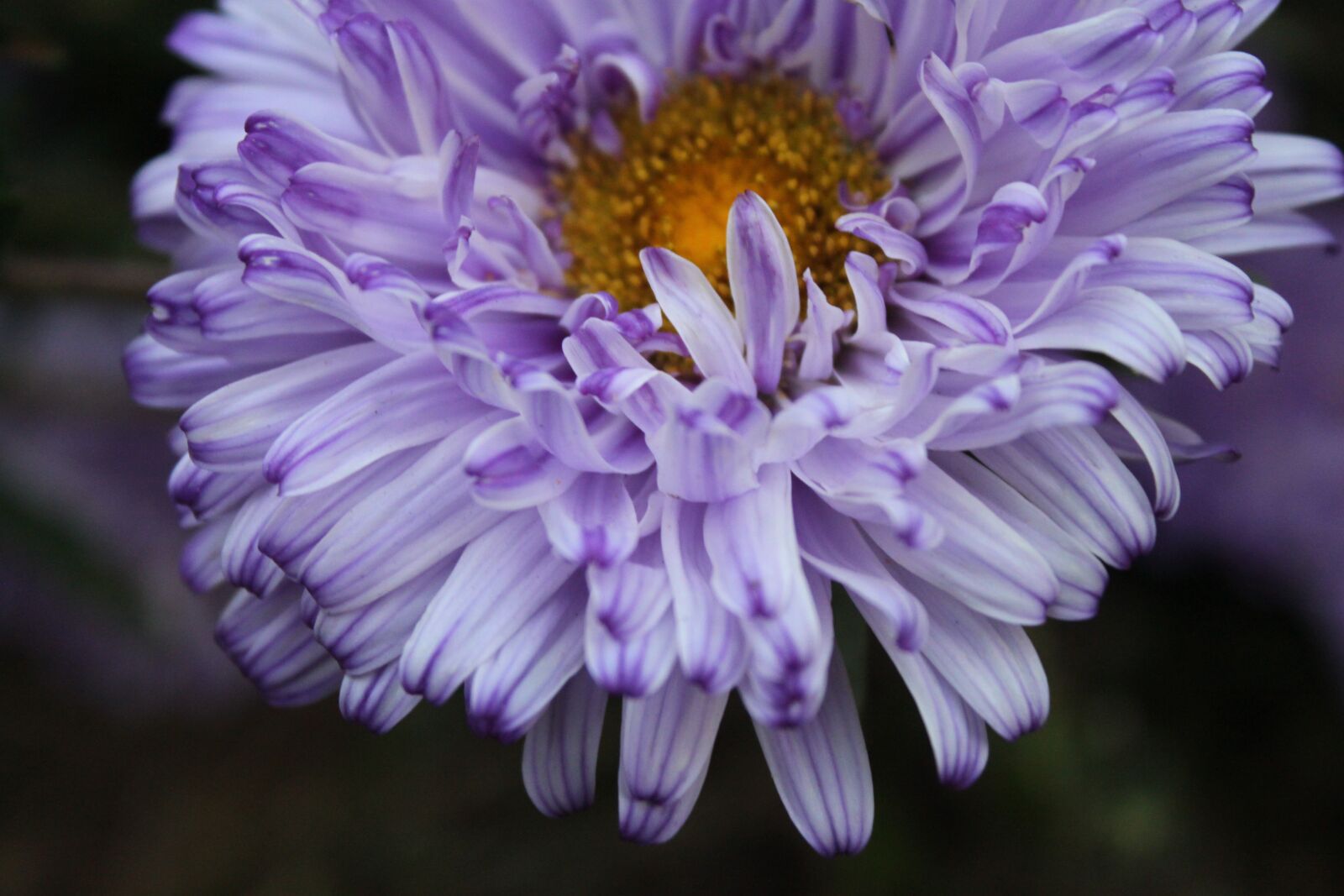 Canon EOS 500D (EOS Rebel T1i / EOS Kiss X3) sample photo. Flowers, purple, asters photography