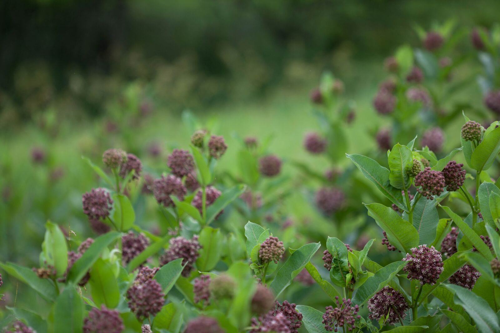 Canon EOS 5D Mark II sample photo. Wildness, flower, wildness, nature photography