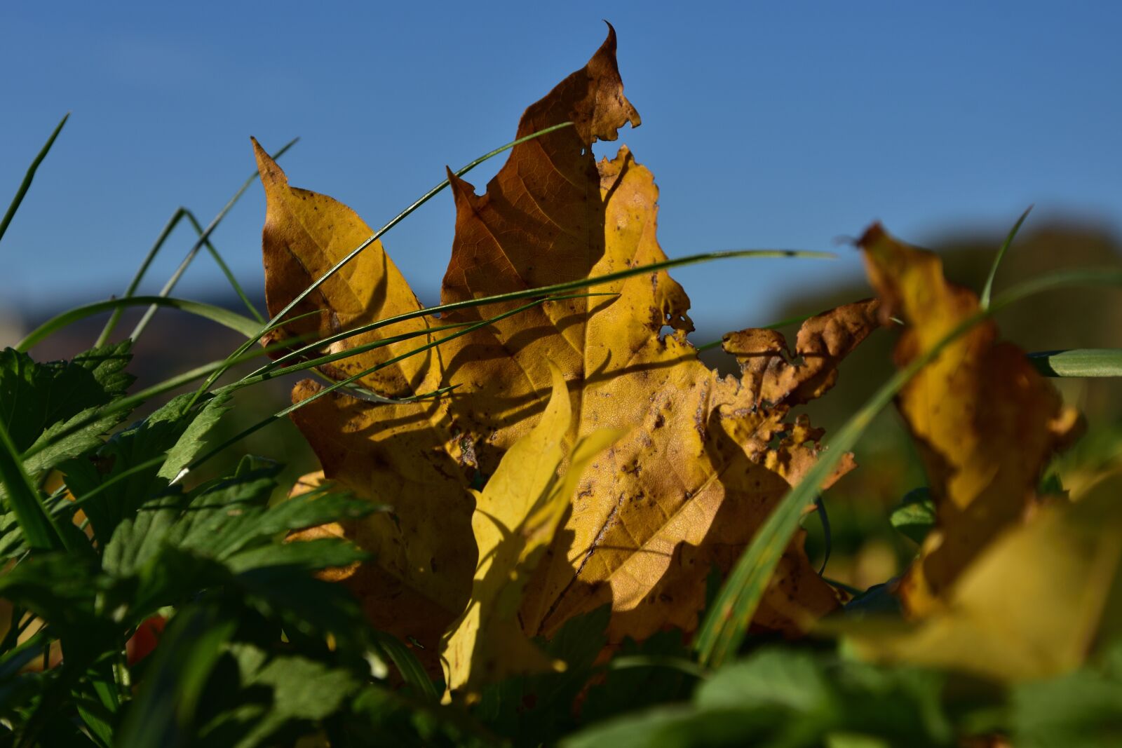 Nikon D3400 sample photo. Sheet, autumn, colors photography