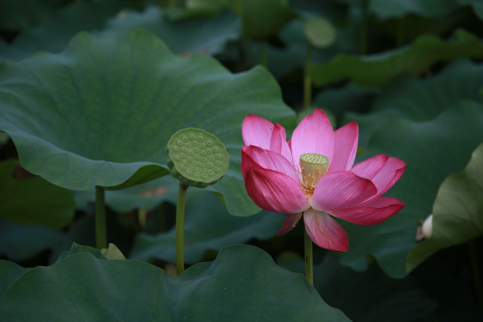Canon EOS 6D + Canon EF 24-105mm F4L IS USM sample photo. Lotus, flowers, water lilies photography