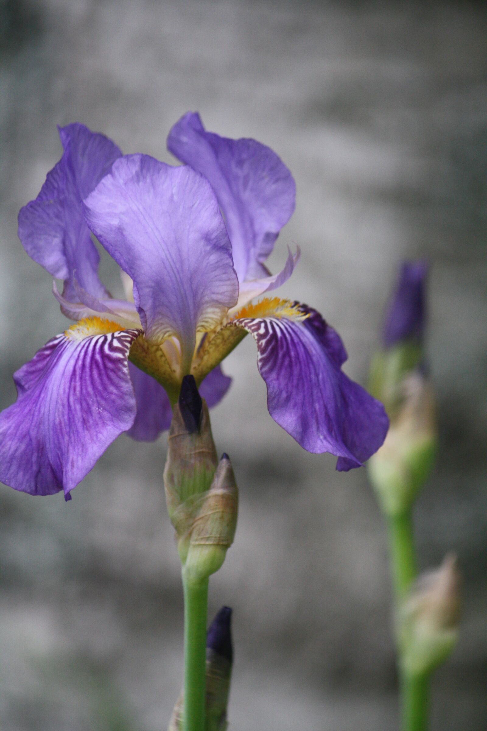 Canon EOS 1000D (EOS Digital Rebel XS / EOS Kiss F) sample photo. Iris, nature, purple photography