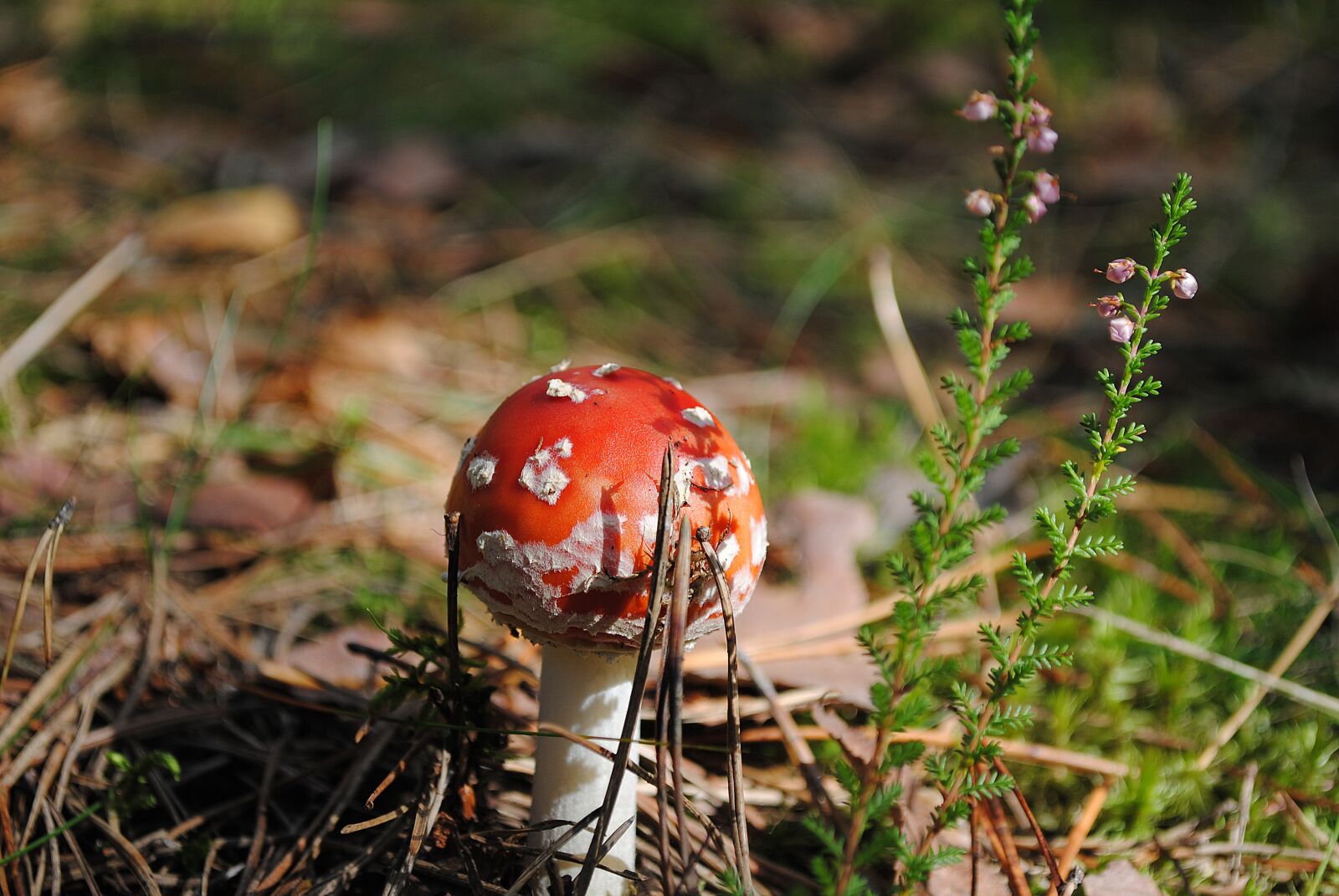 Nikon D3000 sample photo. Mushrooms, forest, nature photography
