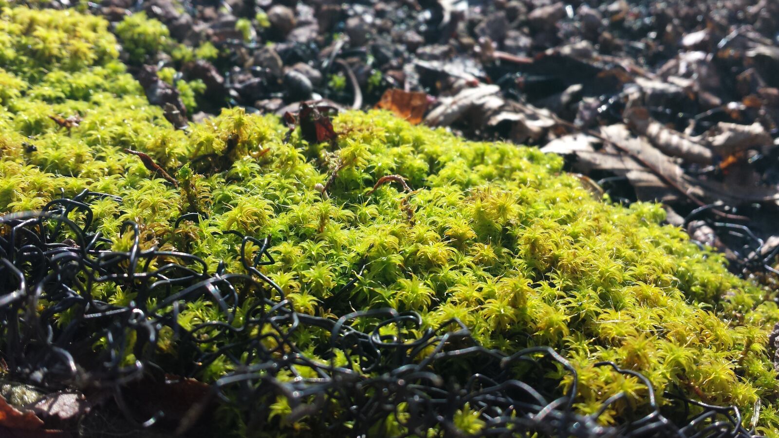 Samsung Galaxy S4 sample photo. Moss, green, nature photography