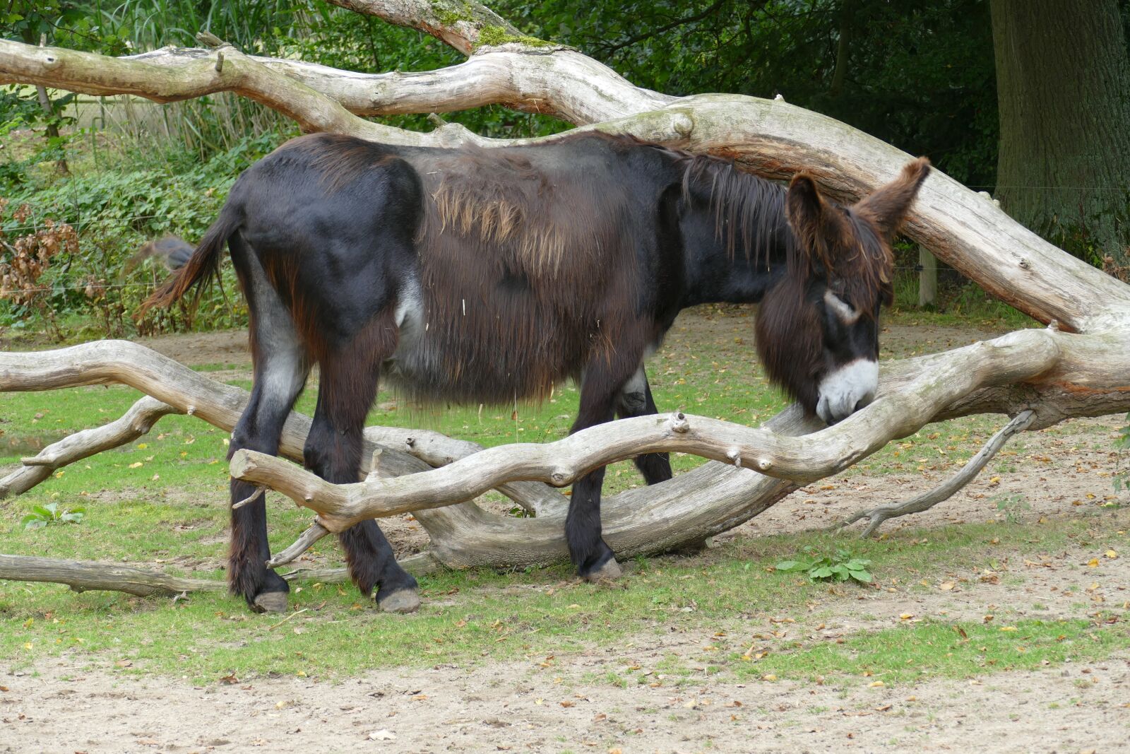 Panasonic Lumix DMC-FZ1000 sample photo. Animal, zoo, tiergarten photography